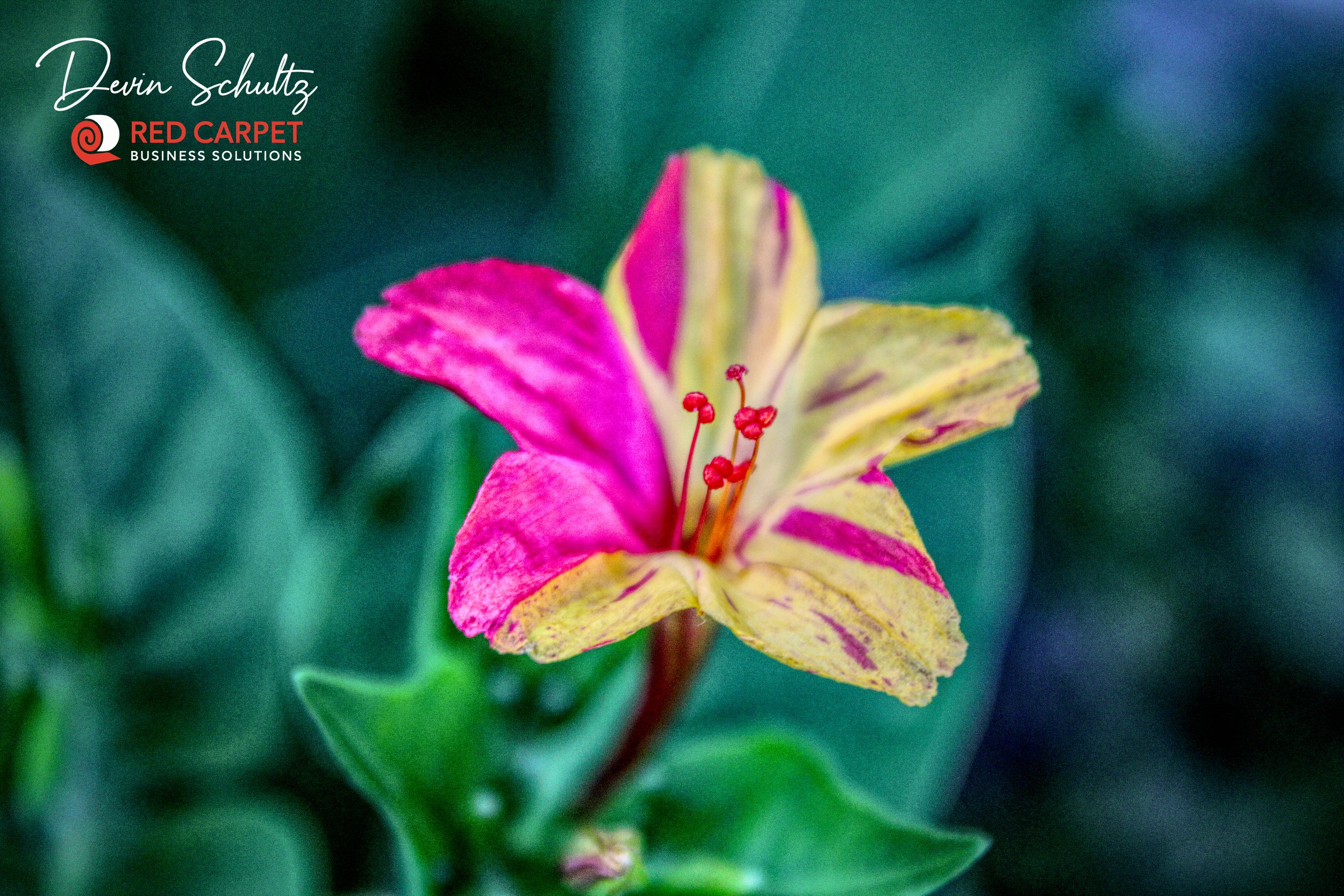 Five O Clock Flower.jpg