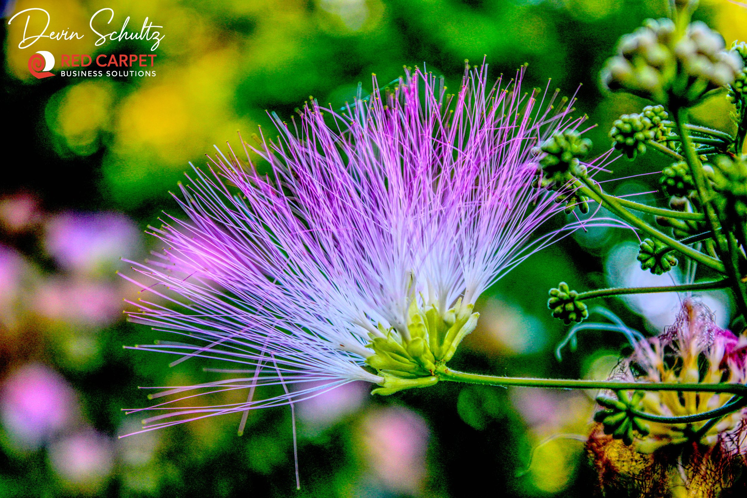 Mimosa Flower.jpg