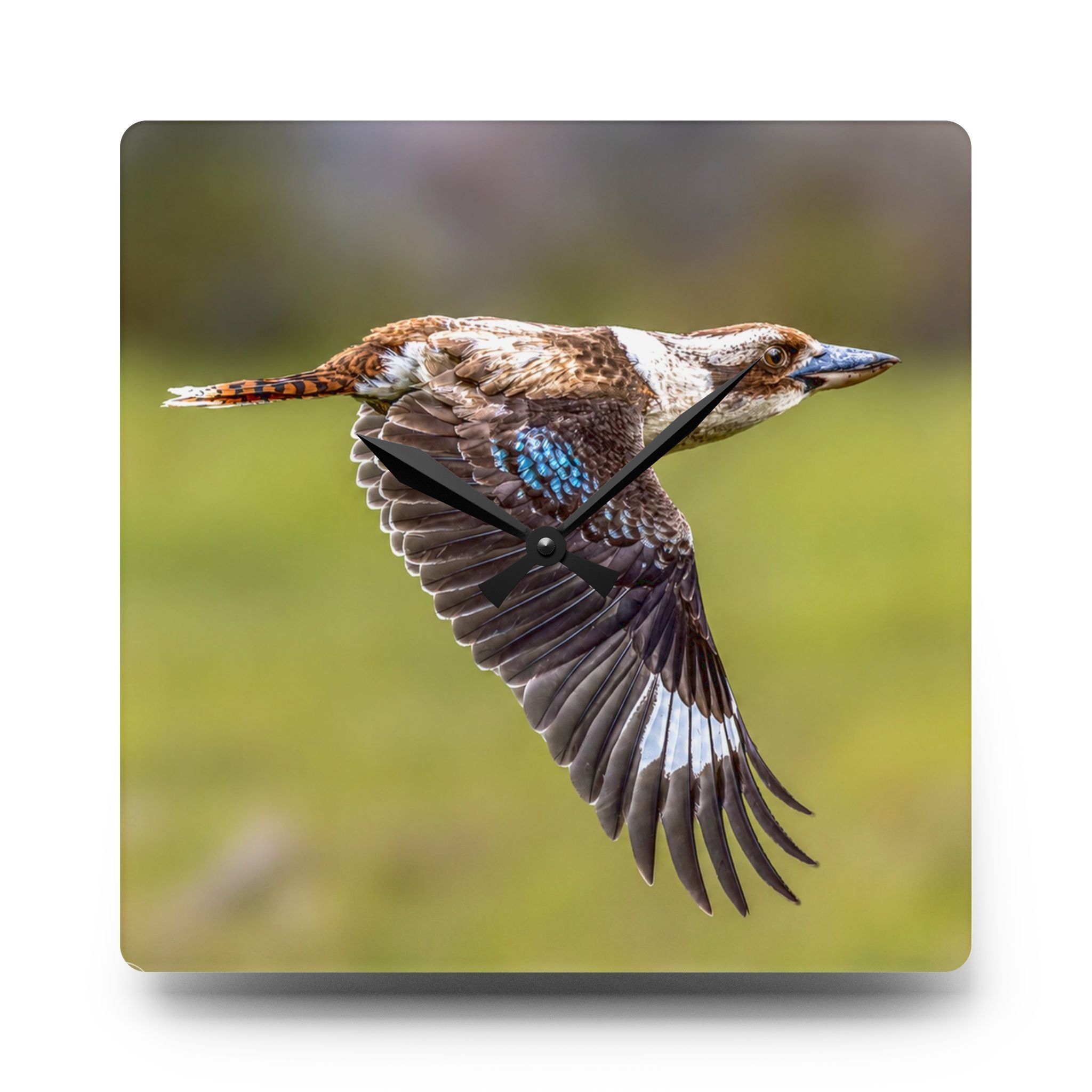 Kookaburra Acrylic Wall Clock