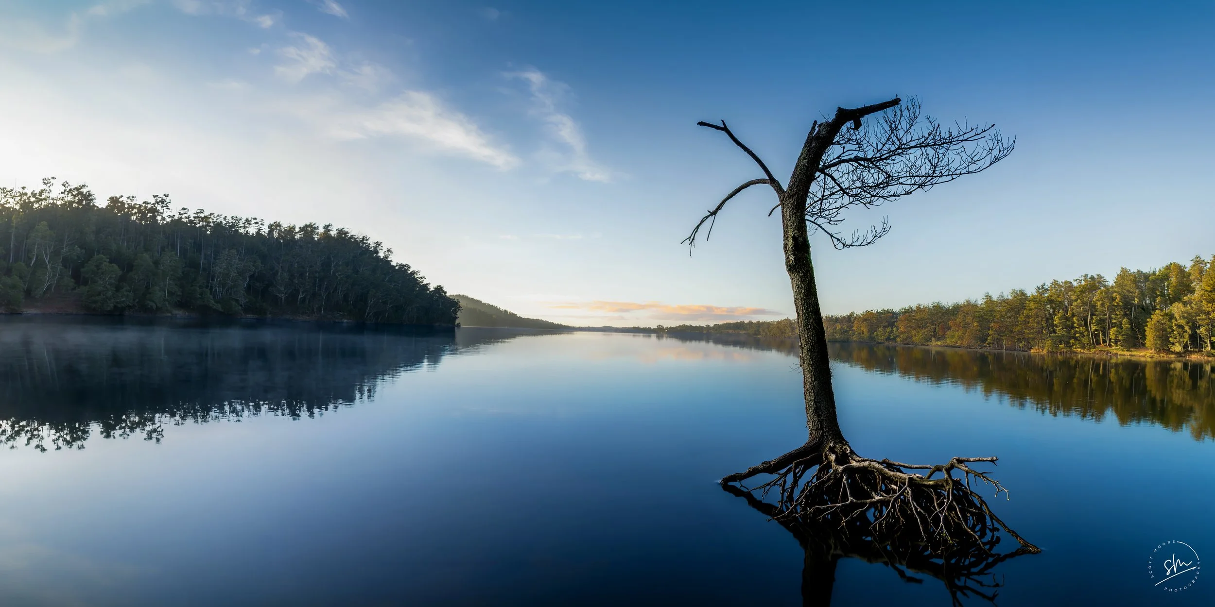 A solitary, leafless tree with exposed roots extending into a calm lake, surrounded by dense forest and a partly cloudy sky during sunset.