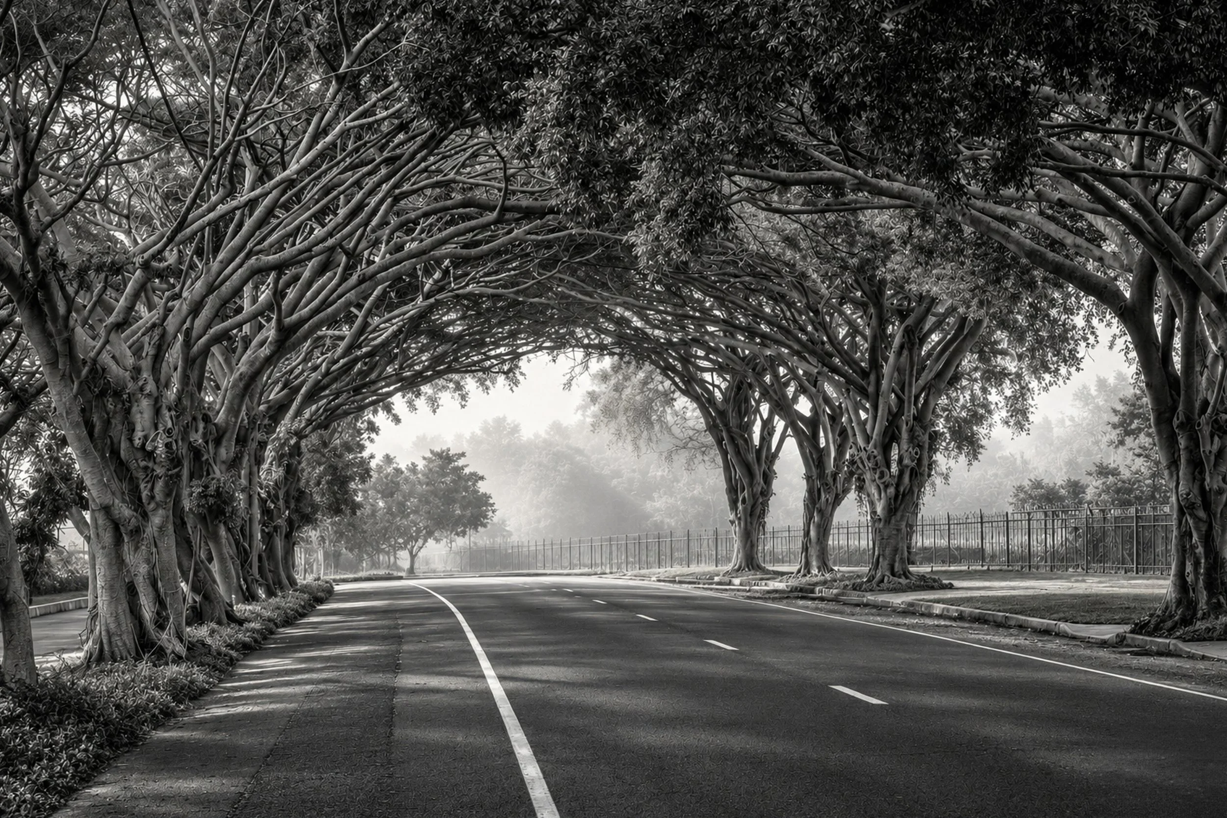 Black and white photo of a tree-lined street with trees forming a natural archway over the road and fencing along the sidewalk.