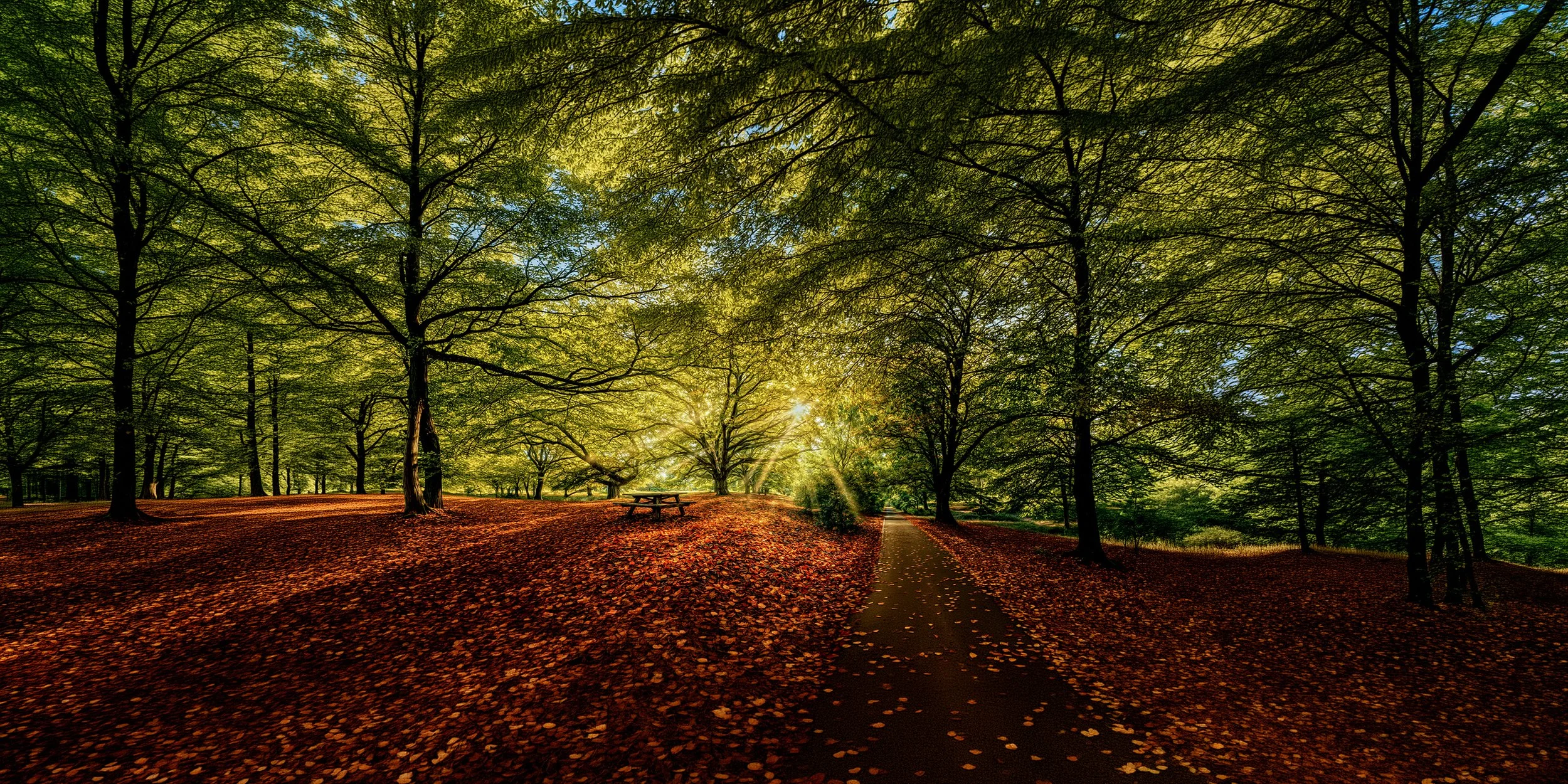 Sunlight filtering through a dense forest with a dirt path, fallen leaves, and a picnic table.