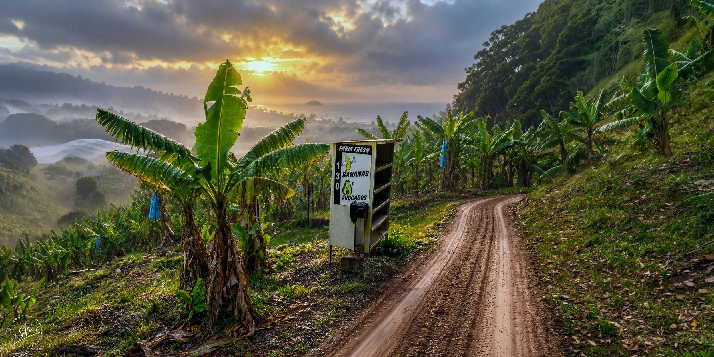 A dirt road winding through a lush green hillside with banana plants on the left and trees on the right. A sign advertising farm-fresh bananas and avocados is visible near the road. The background features mountainous terrain with mist and a cloudy sunset sky.
