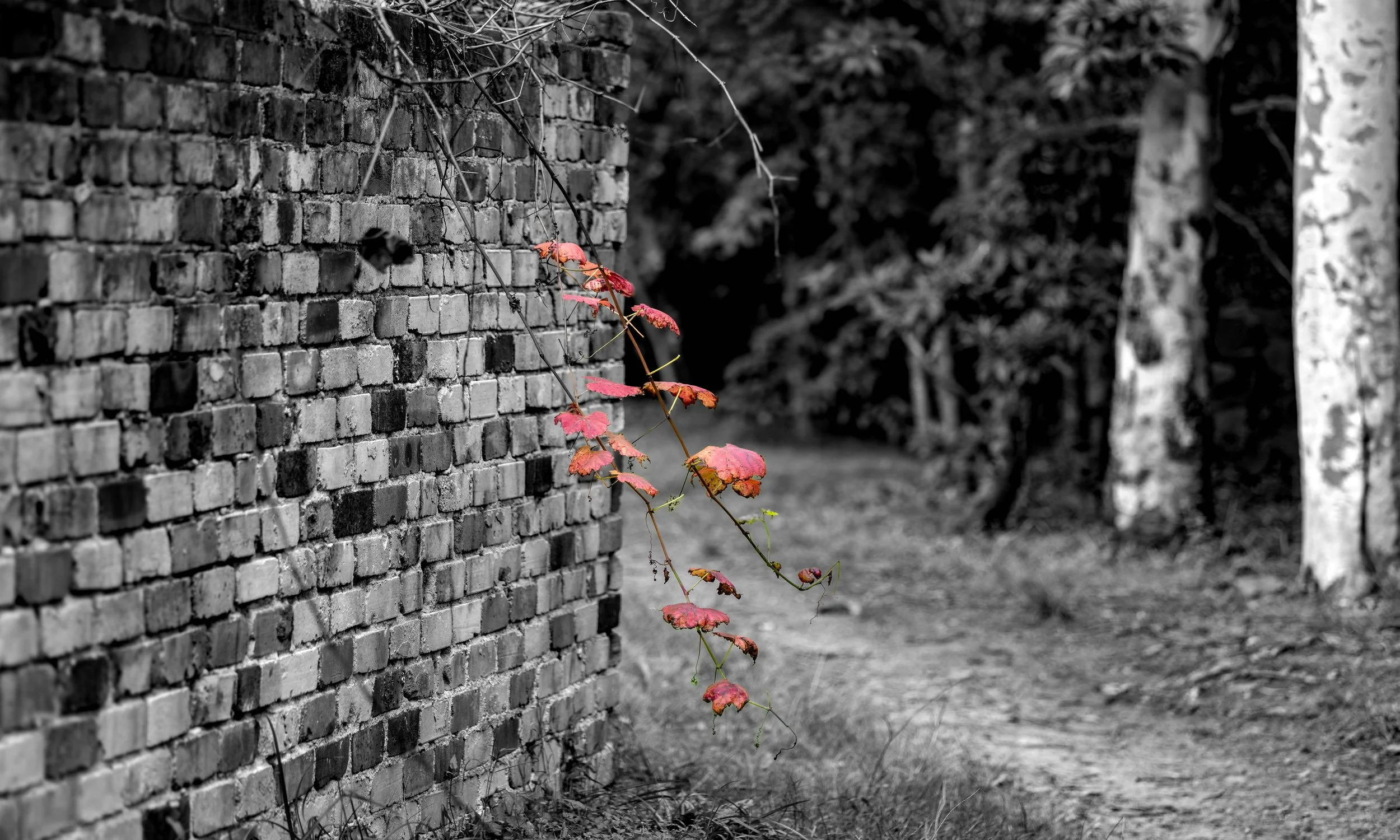 A brick wall with a vine that has red and green leaves extending across it, in a black-and-white outdoor setting.