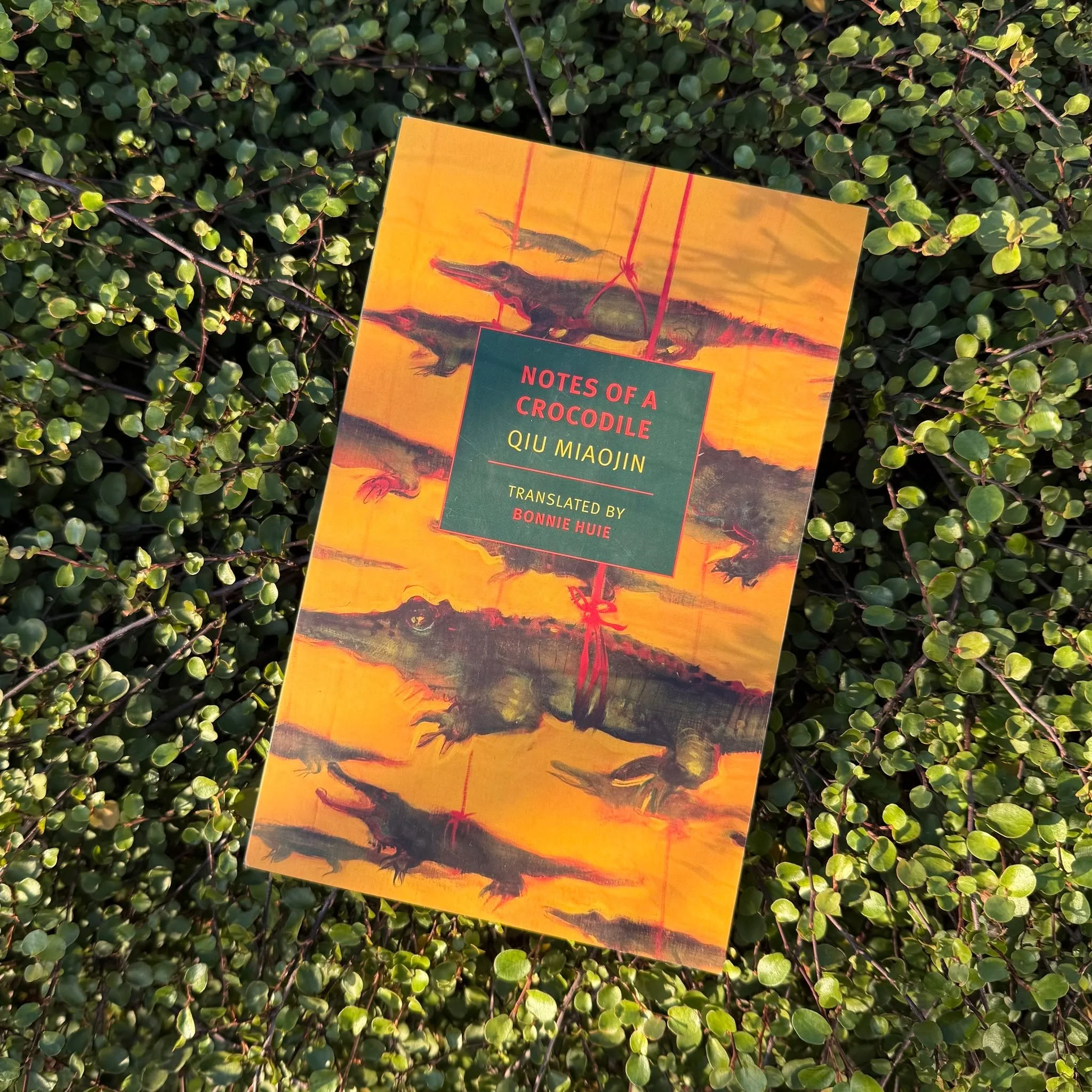 🏳️&zwj;🌈 Dive into Taiwanese queer literature with 'Notes of a Crocodile'. Qiu Miaojin&rsquo;s groundbreaking novel explores love, identity, and the struggle of living authentically in 1980s Taiwan. 

Told through the diary of Lazi who is a lesbian