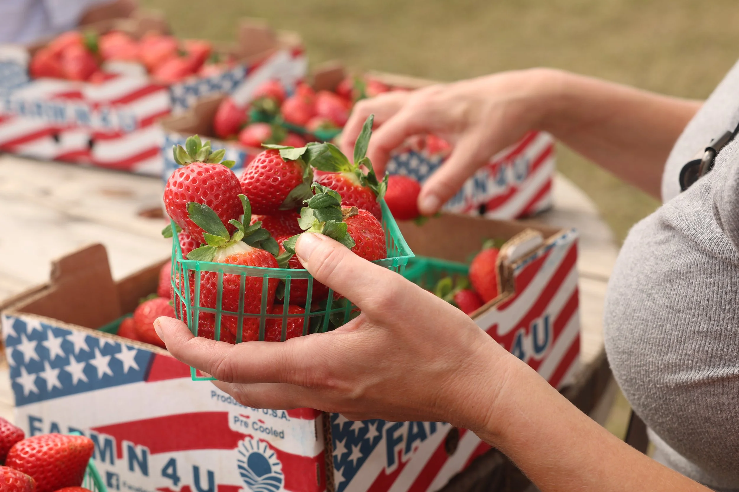 South Florida Strawberry Festival - Fresh Strawberries Hand Picked