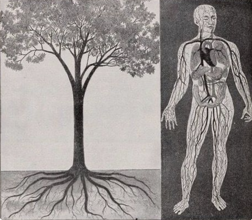 An illustration of a tree on the left side and a human anatomy diagram on the right side, showing internal organs and vascular system.