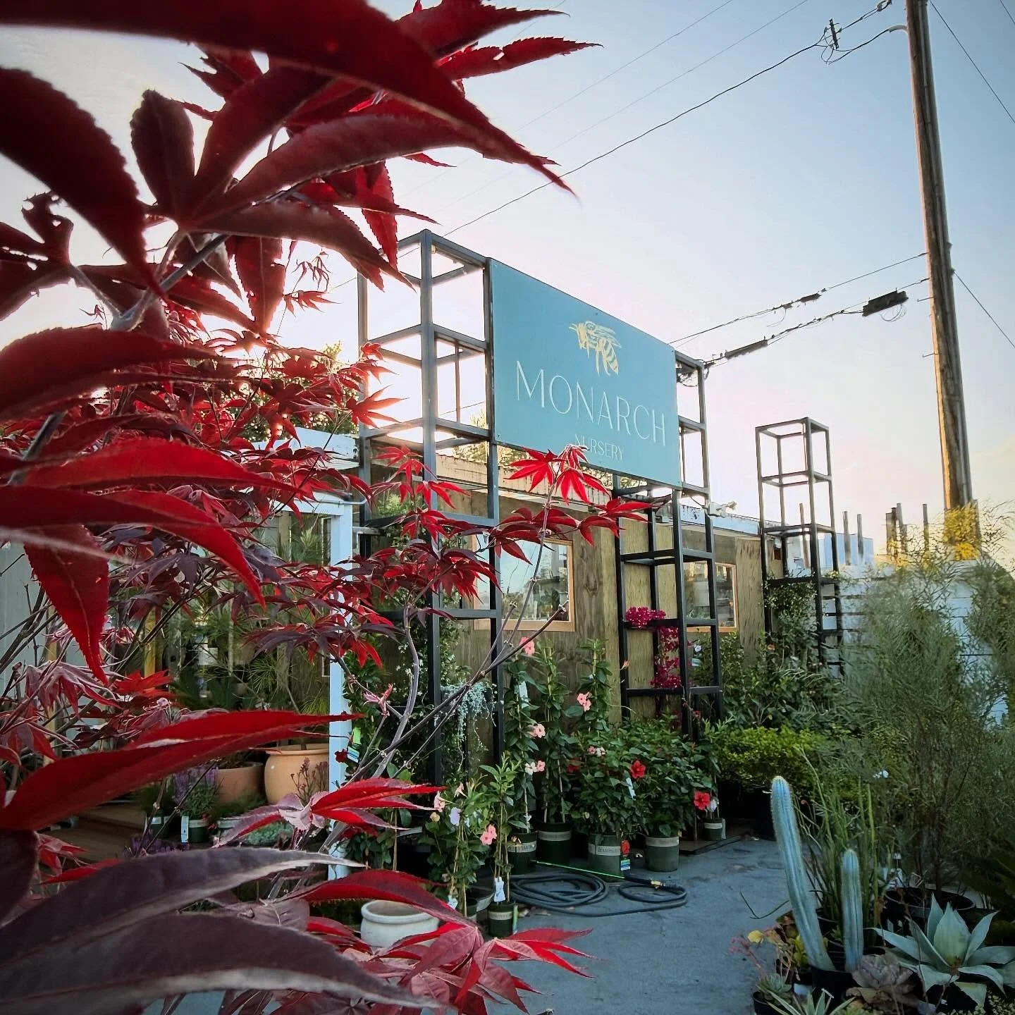 It&rsquo;s been a busy first week for us at the nursery! We have a great selection of new indoor and outdoor plants. Stop by and explore our latest arrivals 🌱