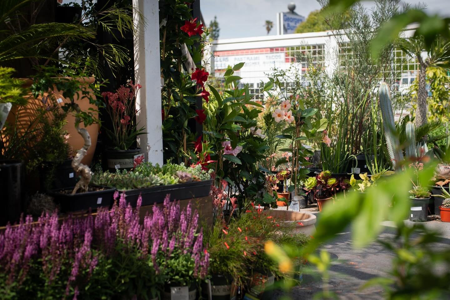 Beautiful Saturday at the nursery 🌞