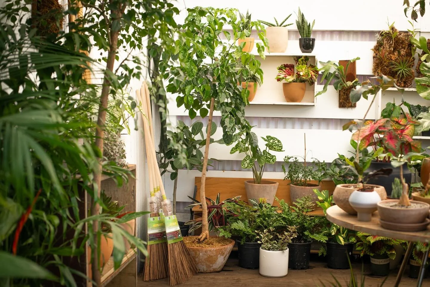 Tropical Tuesday 🌴 

Open 10-6
3280 Lincoln Blvd