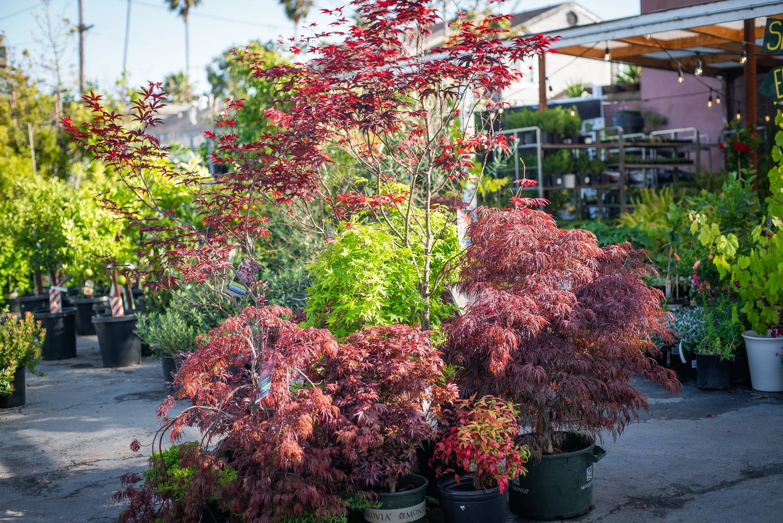 New Selection of Maple Trees