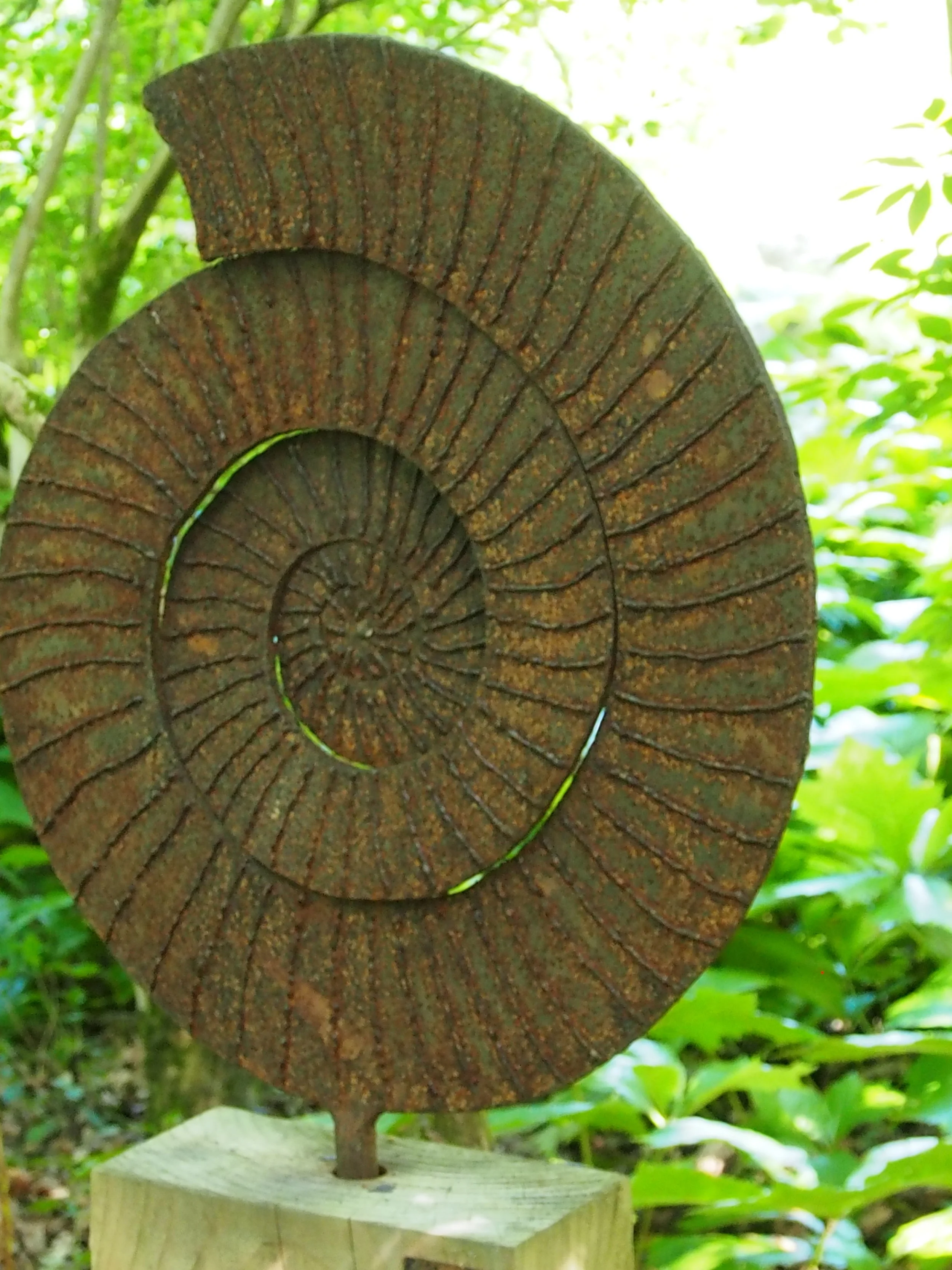 Ammonite