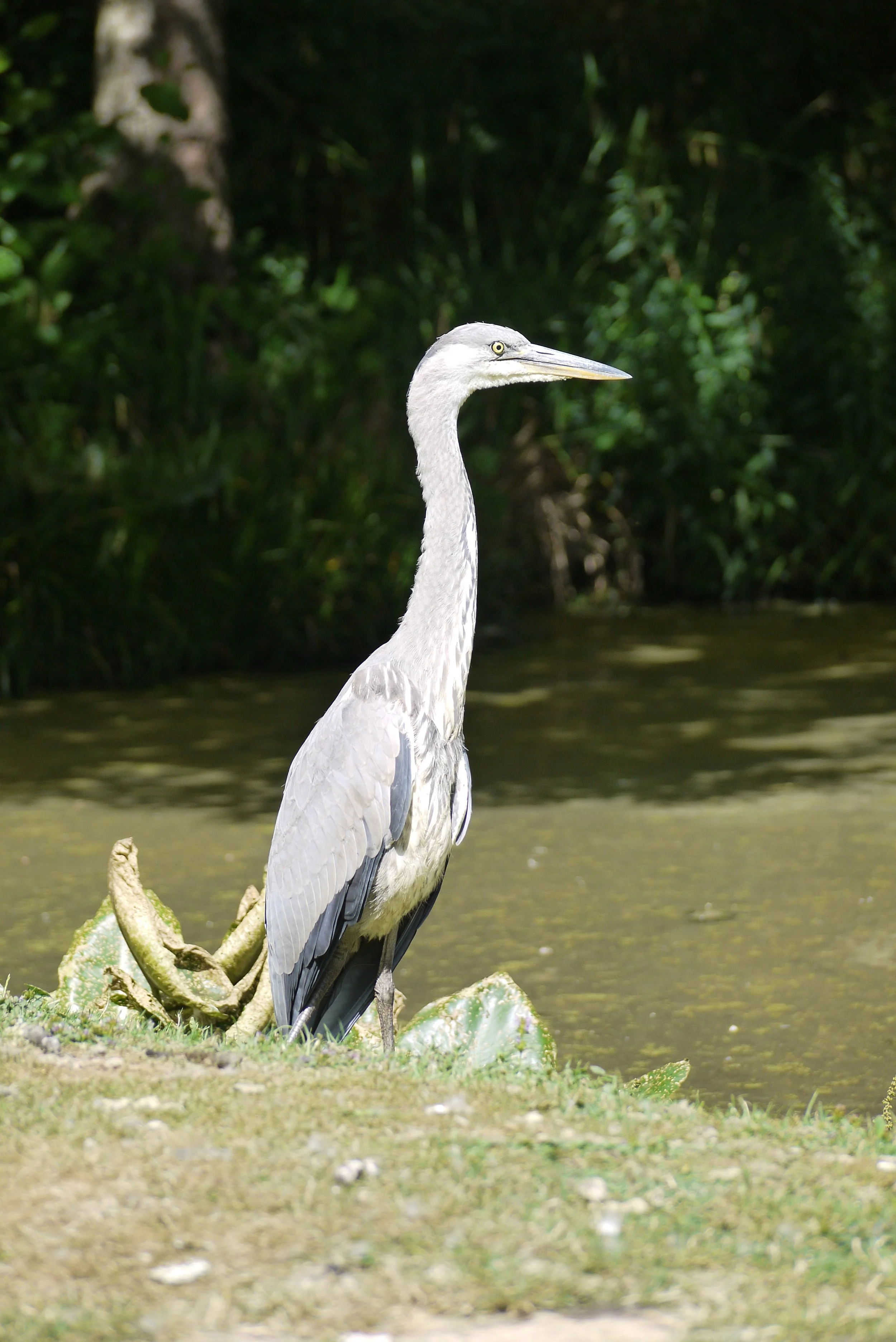 Adult Ticket - Digital Download Gift Voucher