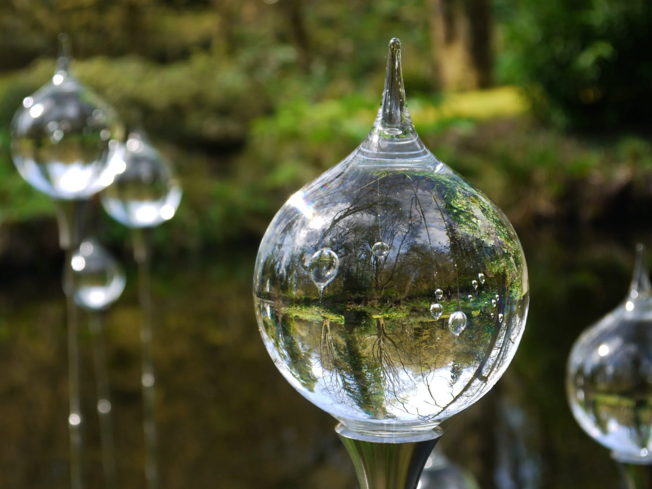 'Dew Drops'