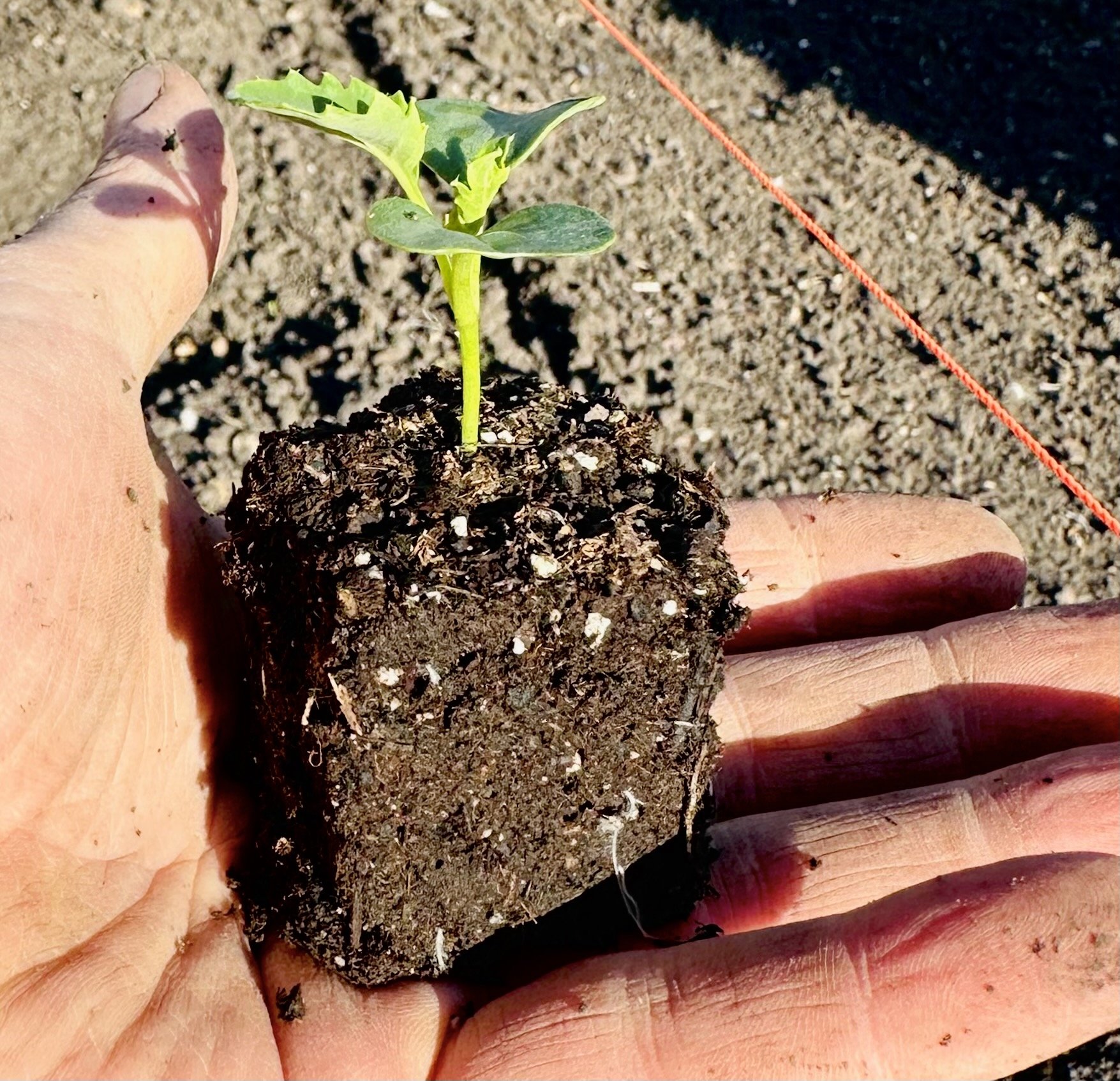 1st Kale seedling '23.jpeg