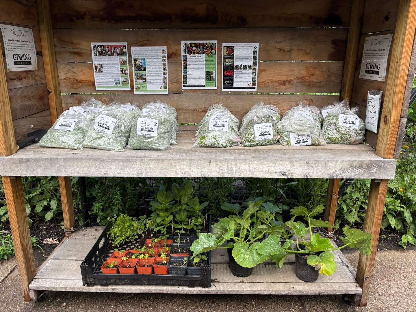 Hurry and grab free seedlings, kale, and Swiss chard from the share space! The kale and chard won&rsquo;t be good for much longer out here! #produce #sharespace #giveaway