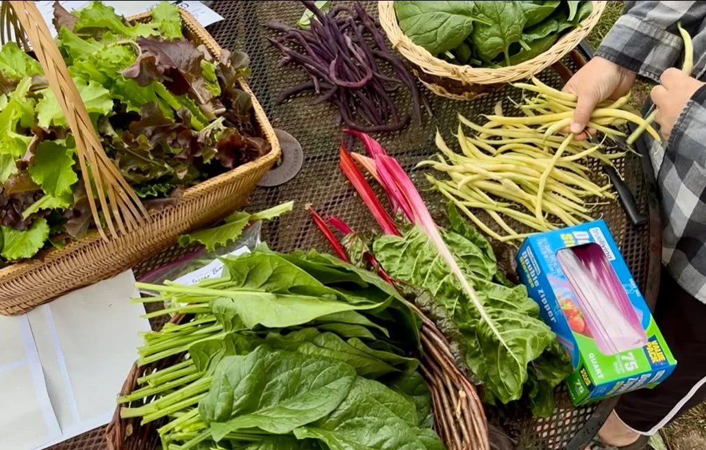 Happy Fall! We are loving this weather at The Giving Gardens - our summer crops (peppers, tomatoes, beans etc) are still going strong, and now we have an abundance of fresh greens! It is always exciting when a new crop is ready to harvest. If you pla