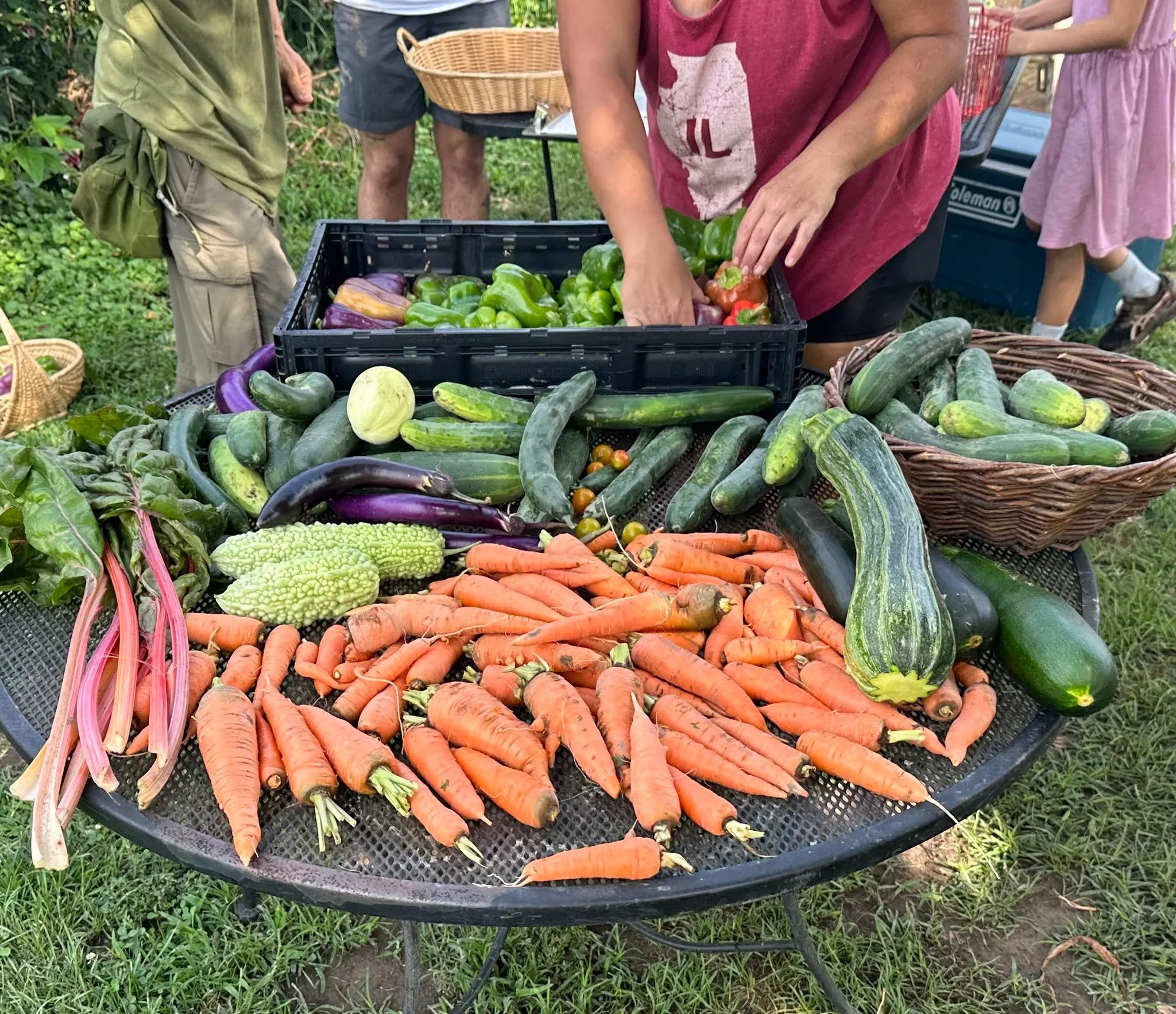 Soon we will have carrots ready in the garden, but patience is key! These photos are from our Spring harvest, and our carrots will grow to be this large if they are not picked too soon. Please avoid picking &quot;baby carrots&quot; in the public acce