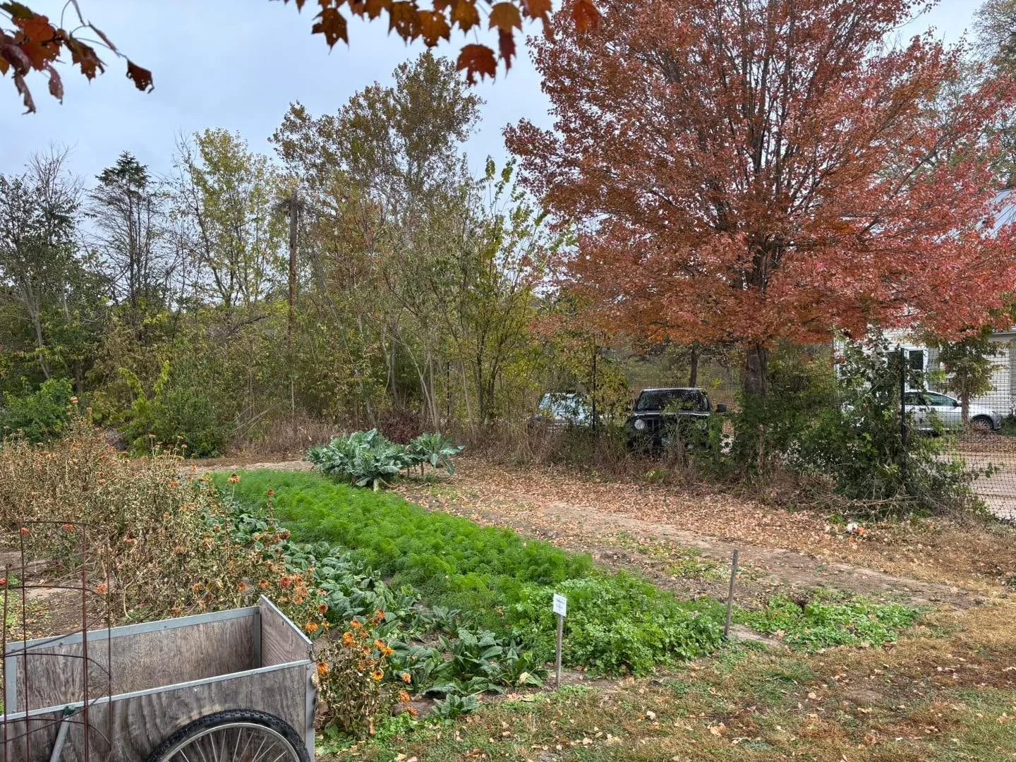 Hurry and harvest produce from our public access gardens before we get a hard frost! There are many peppers and other items that will otherwise go to waste in about a week! Anyone else feeling sad that we are transitioning to winter? 😢💙

#calltoact