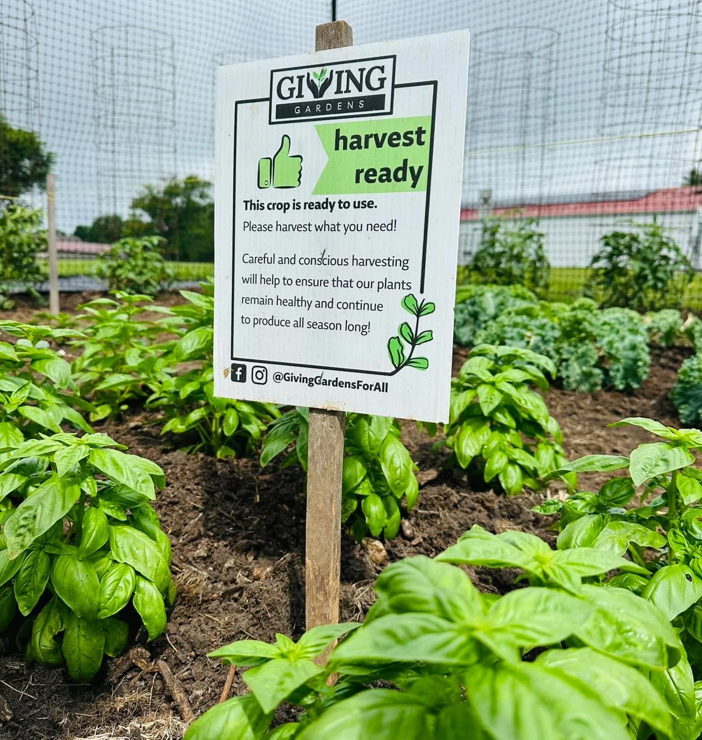 In ONE WEEK we will tear out all our public access gardens! Please harvest as much as you can to save green peppers, tomatoes, and other produce. Peppers are super easy to preserve; just chop, toss into a freezer bag, and leave them in your freezer u