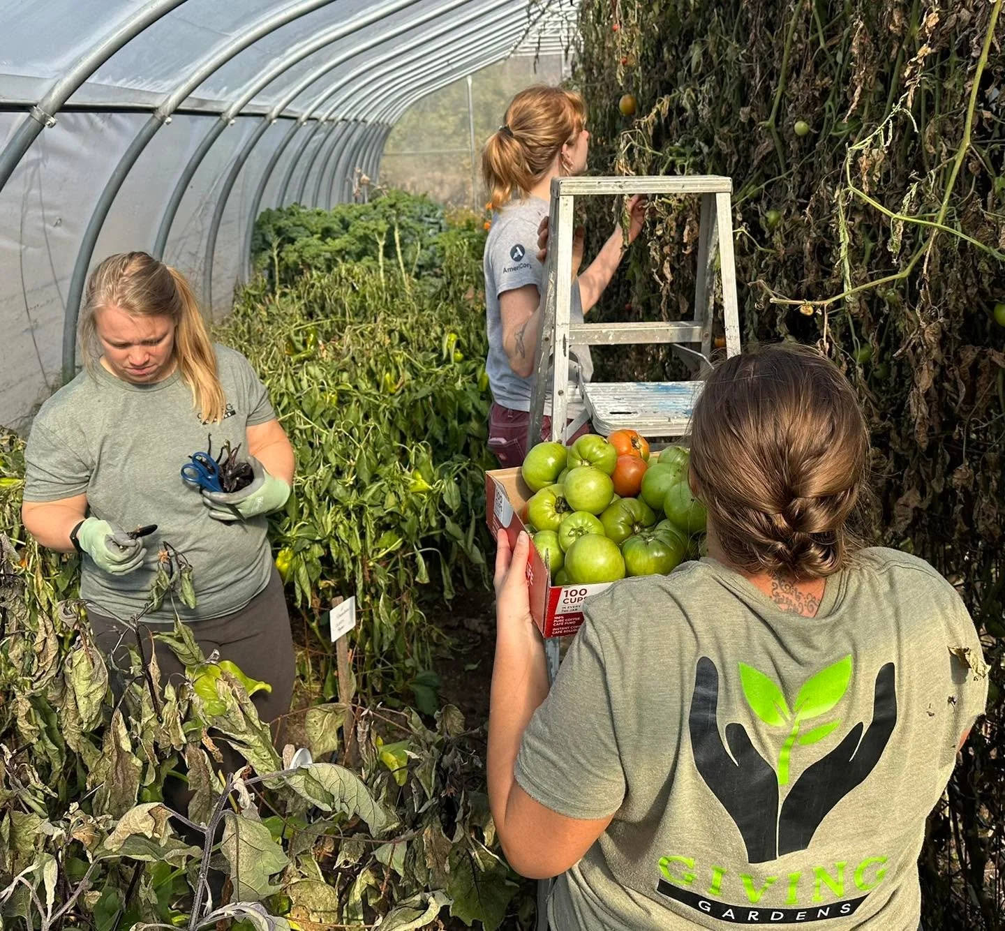 Our last big harvest yesterday at the production gardens to take to the food pantry, share space and Co-op.  We harvested many hundreds of tomatoes, eggplants, and peppers (which we will miss picking fresh the next 8 months!) as well as spinach, kale