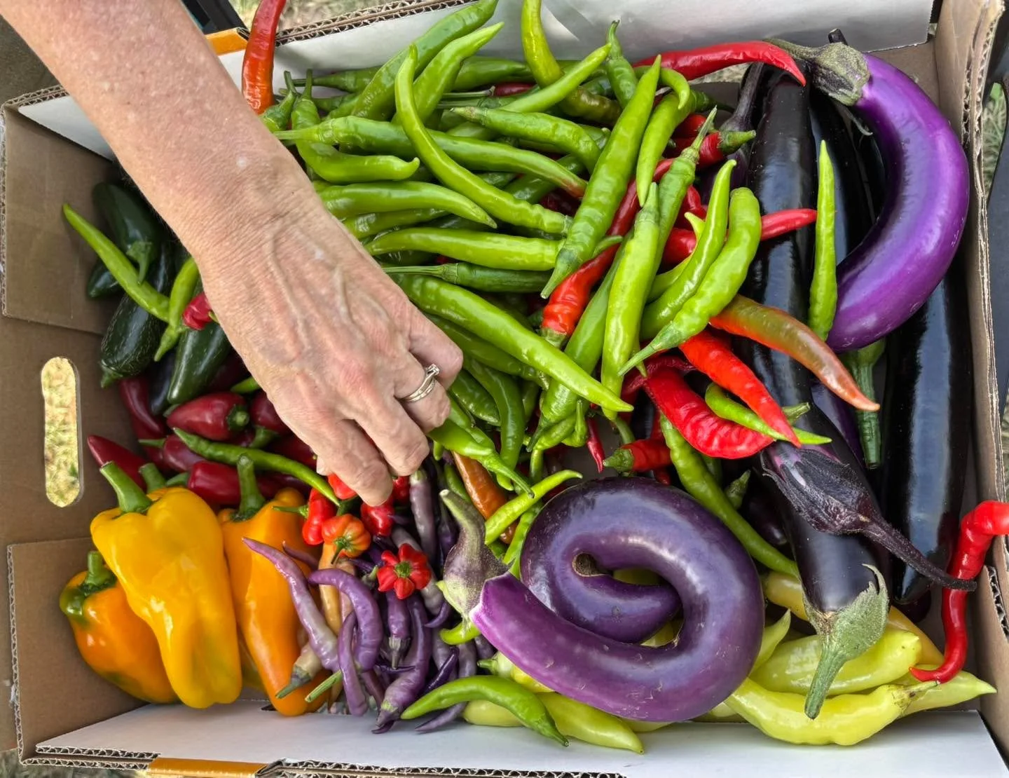 FINAL CALL to harvest produce in our public-access gardens. We plan to tear out ALL of the garden plants tomorrow. Need help finding a garden near you? Use our garden map locator on our website! Just click or paste this link, scroll down, and use the
