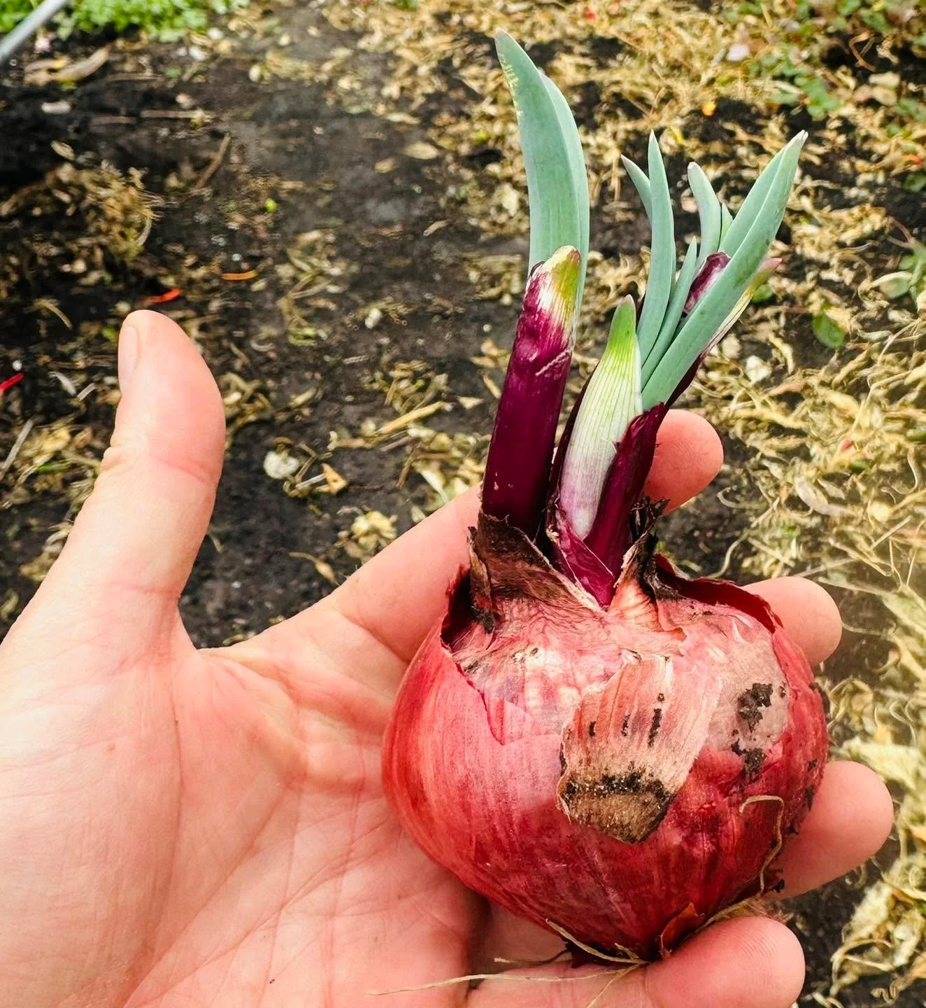 Onions that haven&rsquo;t been treated with growth inhibitors, such as the ones you grow in your own garden, will often sprout like this at the end of the year.  Plant them!  Onions are very winter hardy and will almost always survive and grow multip