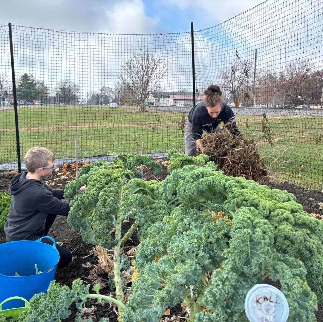 Help yourselves to kale at the First Pres garden! It&rsquo;s in a tray where the share space was. We brought the kale from the Colchester garden after finishing the garden tear down there. The plants were still gorgeous! 🥬😌

#freshproduce #kale #he