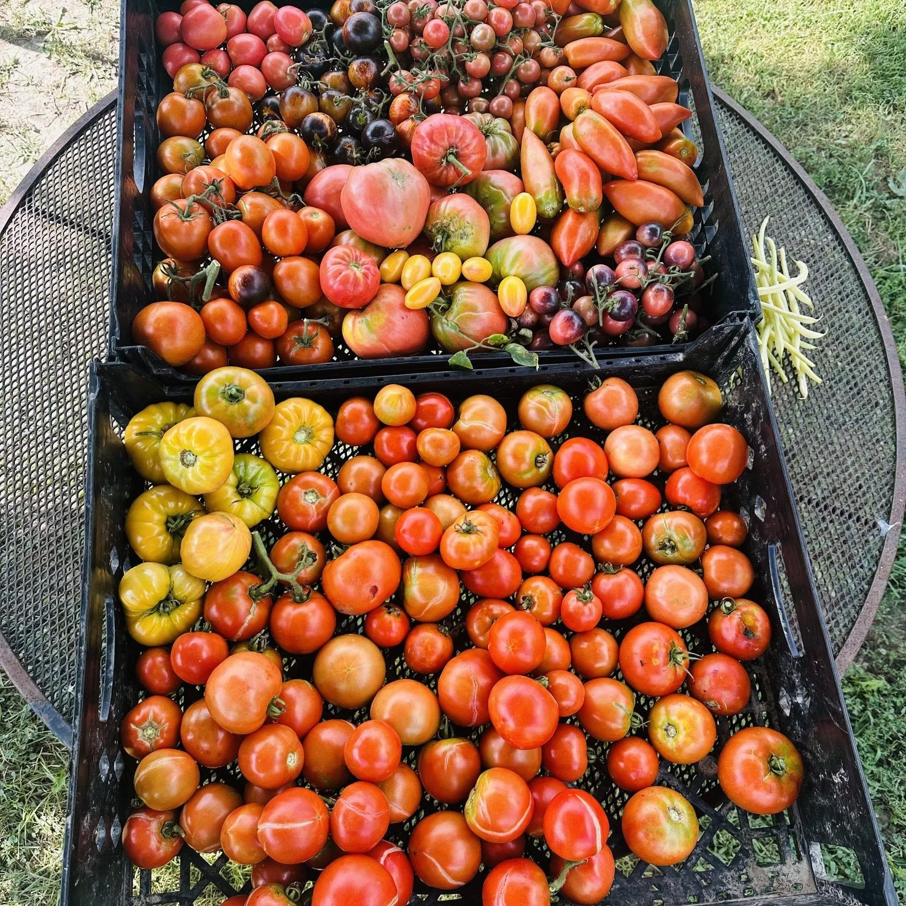 In 2025, we produced A LOT more tomatoes and peppers in our production gardens! Volunteers harvested, bagged, and delivered this food to the WIRC Food Pantry, our Share Space, and the Macomb Food Co-op.

 #sharing #giving #givingback #donation #donat