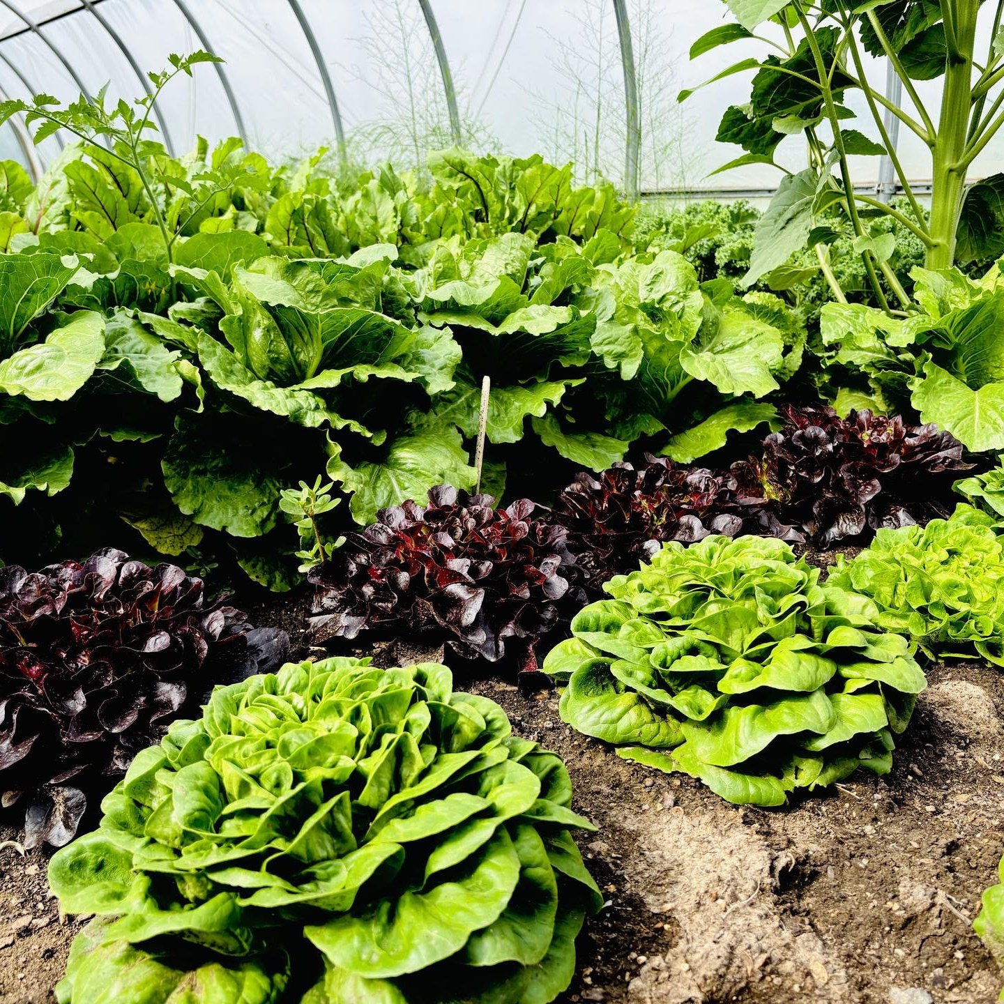 Take a look at these amazing numbers behind the fresh produce harvested from our production gardens and distributed right back into the community. 💚

 #produce #givingback #givingbacktothecommunity #freshproduce #qualityfood #community #communitycar