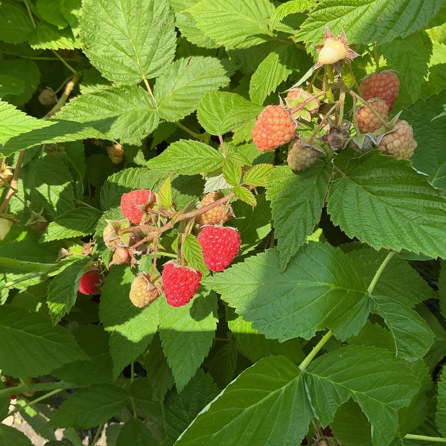 In case you want to try the raspberry supporting technique we used yesterday, we are sharing the steps and resources you need to try it our yourself. First, check out this great video that we based our efforts on: https://www.youtube.com/watch?v=mUTv