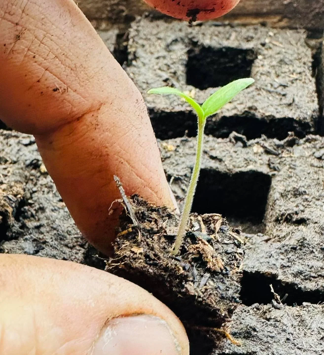 We are starting all of our warm season crops, like these baby tomato seedlings right now.  We start all of our tomatoes, peppers and eggplants in 3/4 inch mini blocks on heat mats and under grow lights.  When the seeds germinate, we move the tiny blo