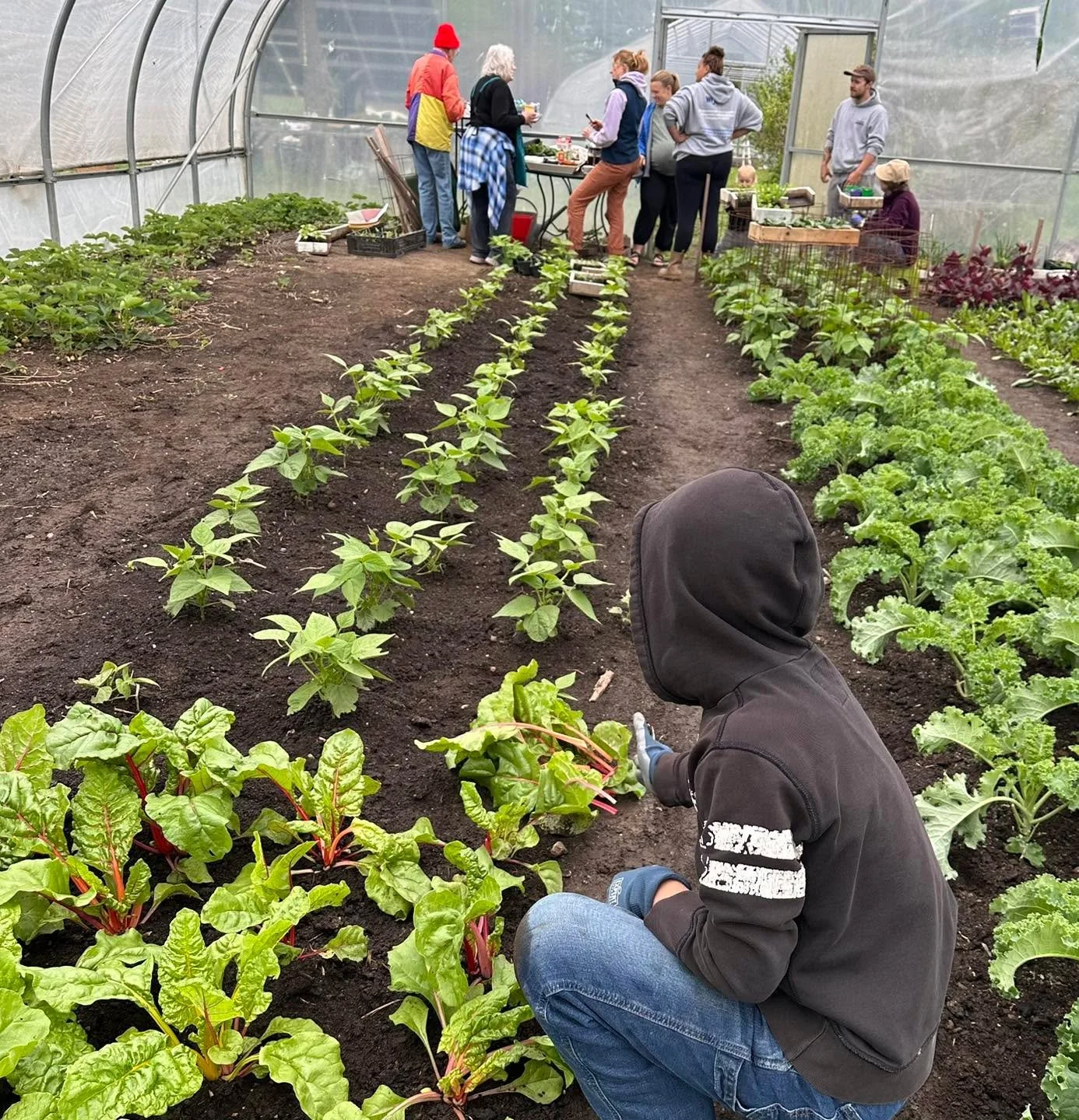 At the production gardens this morning harvesting fresh Swiss Chard, spinach, cilantro, kale, lettuce mixes, radishes, and turnips.  We&rsquo;ll be delivering these to the Macomg Food Cooperative (open at noon) the WIRC food pantry (open at 1) and po