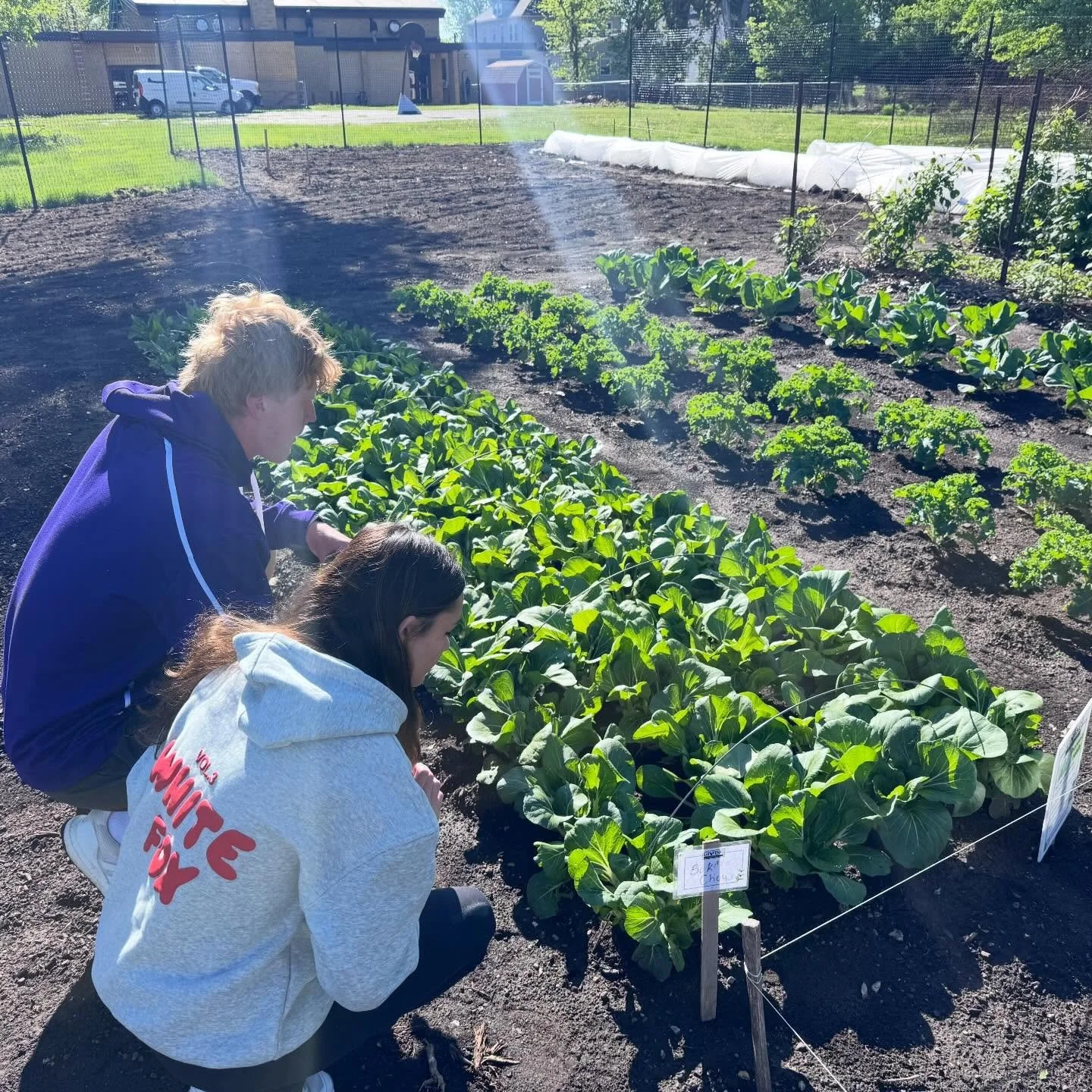 Lots of veggies ready for harvest at our Project Insight garden! Cilantro, Radishes, Kale, Collards, and Bok Choy are ready for your next meal!