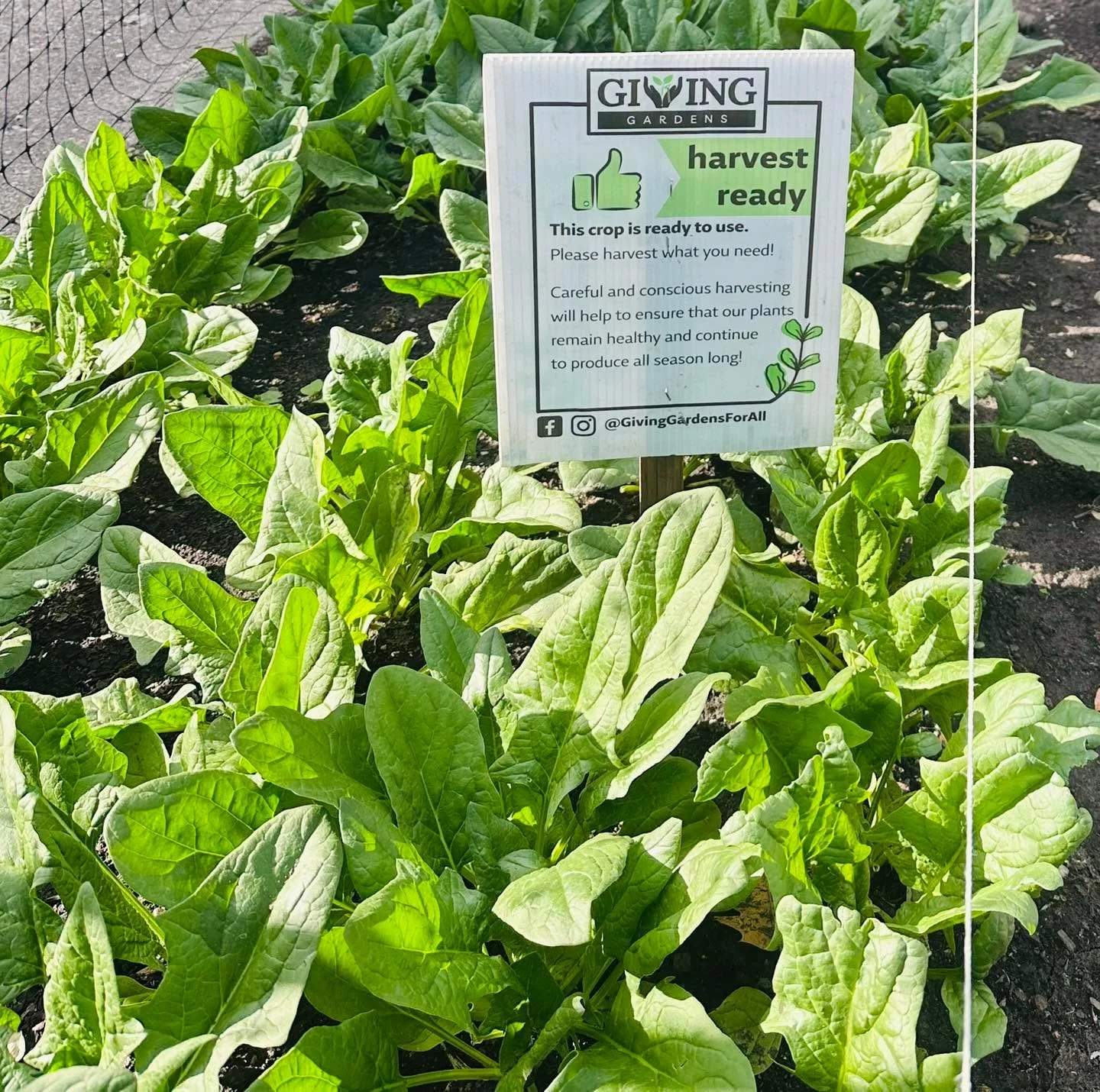 Lots to harvest at the First Presbyterian Church public access garden.  We are rich in radishes, lettuce, arugula, minima mustards and spinach. 

#gardentips #localgrowers #gardening #GivingGardens #localfood #local #givinggardensforall #update #grow