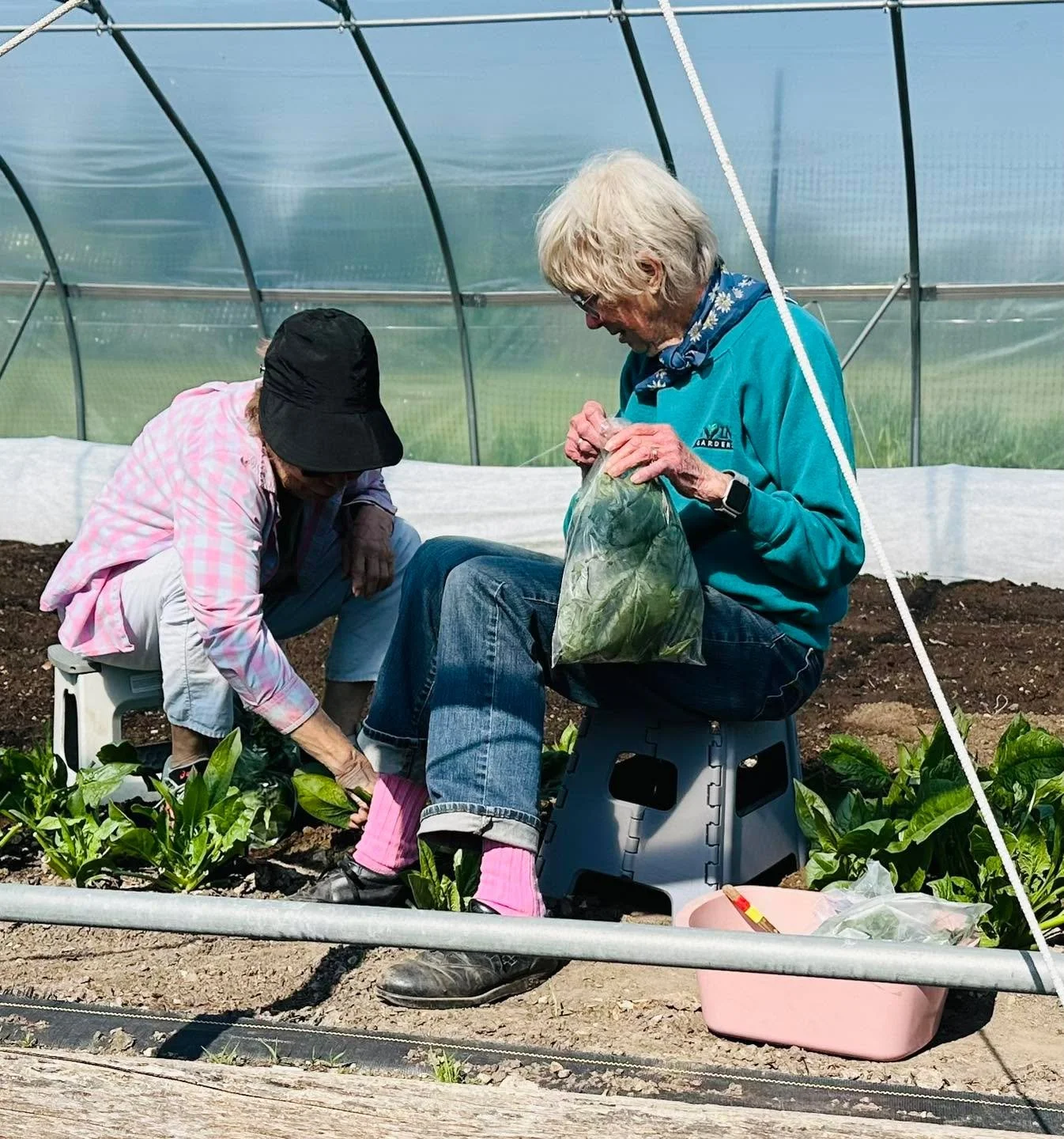 We had a busy work day at the production gardens yesterday.  We harvested many different greens for the pantry and Macomb Food Co-op, cultivated all of the beds and seeded new crops such as carrots. 

#gardentips #localgrowers #gardening #GivingGarde