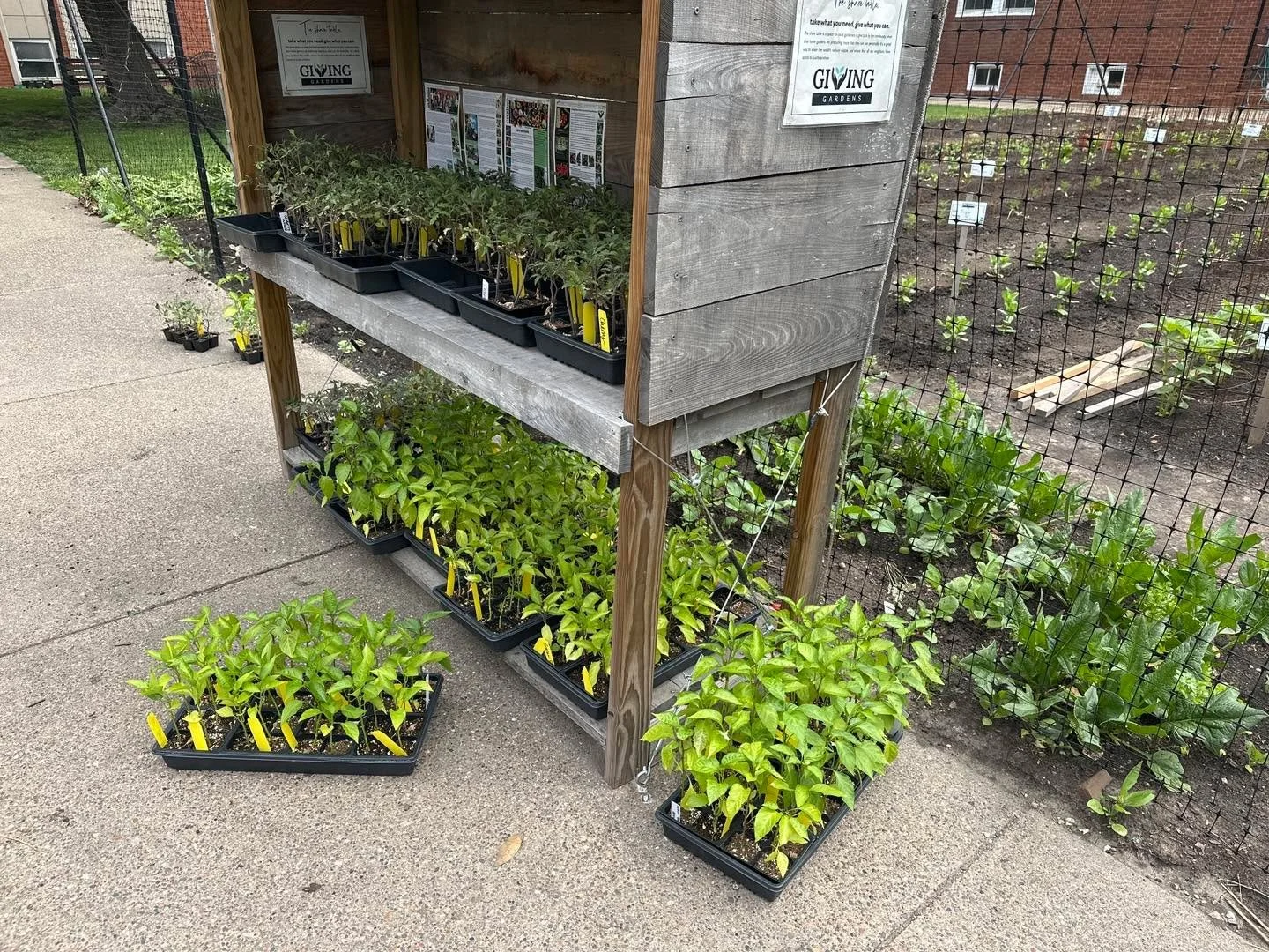 We have a bunch of tomatoes and peppers to give away at The Giving Gardens Share Space at 400 E Carroll.  Shout out to the Macomb and West Prairie FFAs for donating surplus plants. 

#gardentips #localgrowers #gardening #GivingGardens #localfood #loc