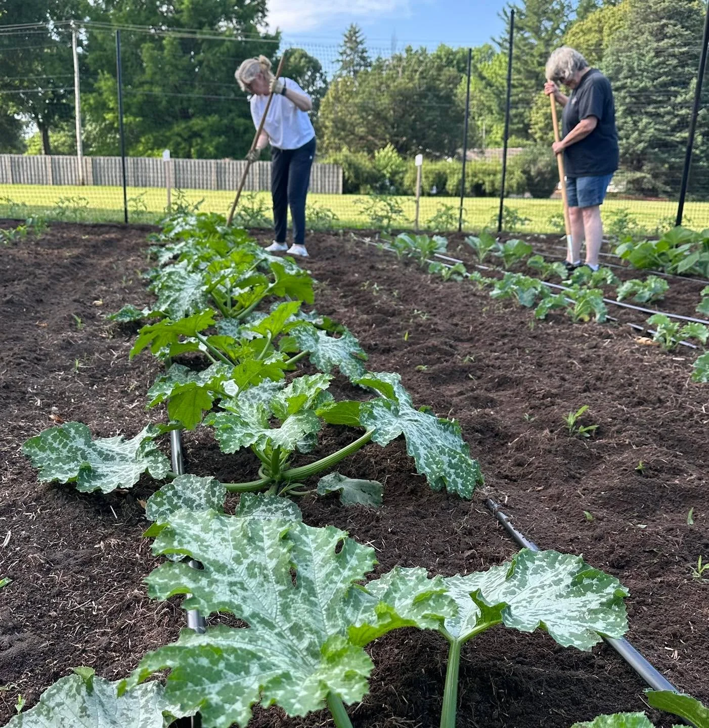 Cultivating with volunteers at the Edison Garden. The huge oak to the east provides helpful shade for working here in the morning. This is going to be a wonderful garden! 

#localgrowers #gardentips #gardening #gardening #seedsaving #GivingGardens #l