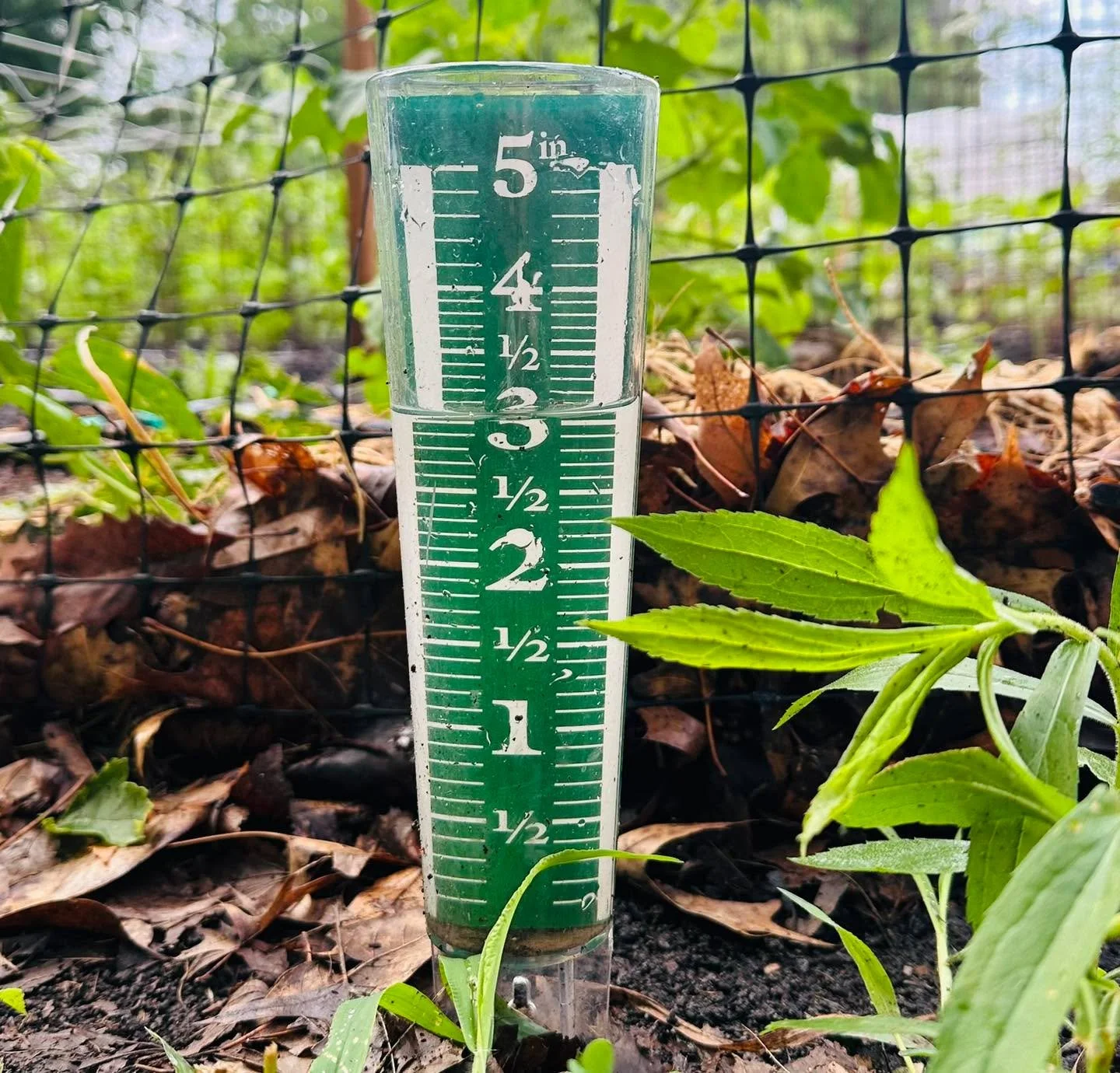 Looks like we got 3 inches of rain at our garden at first Presbyterian Church in Macomb. How much rain did you get?

#gardentips #localgrowers #gardening #GivingGardens #localfood #local #givinggardensforall #growers #gardenlife #macombil #macombilli