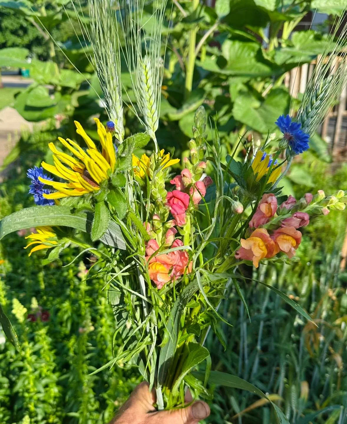 It&rsquo;s time to cut flowers!  It only took three minutes to cut this quick bouquet at the 400 E Carroll garden in Macomb.  Brightening up your home or a friend&rsquo;s day has never been easier or cheaper! 

#gardentips #localgrowers #gardening #s