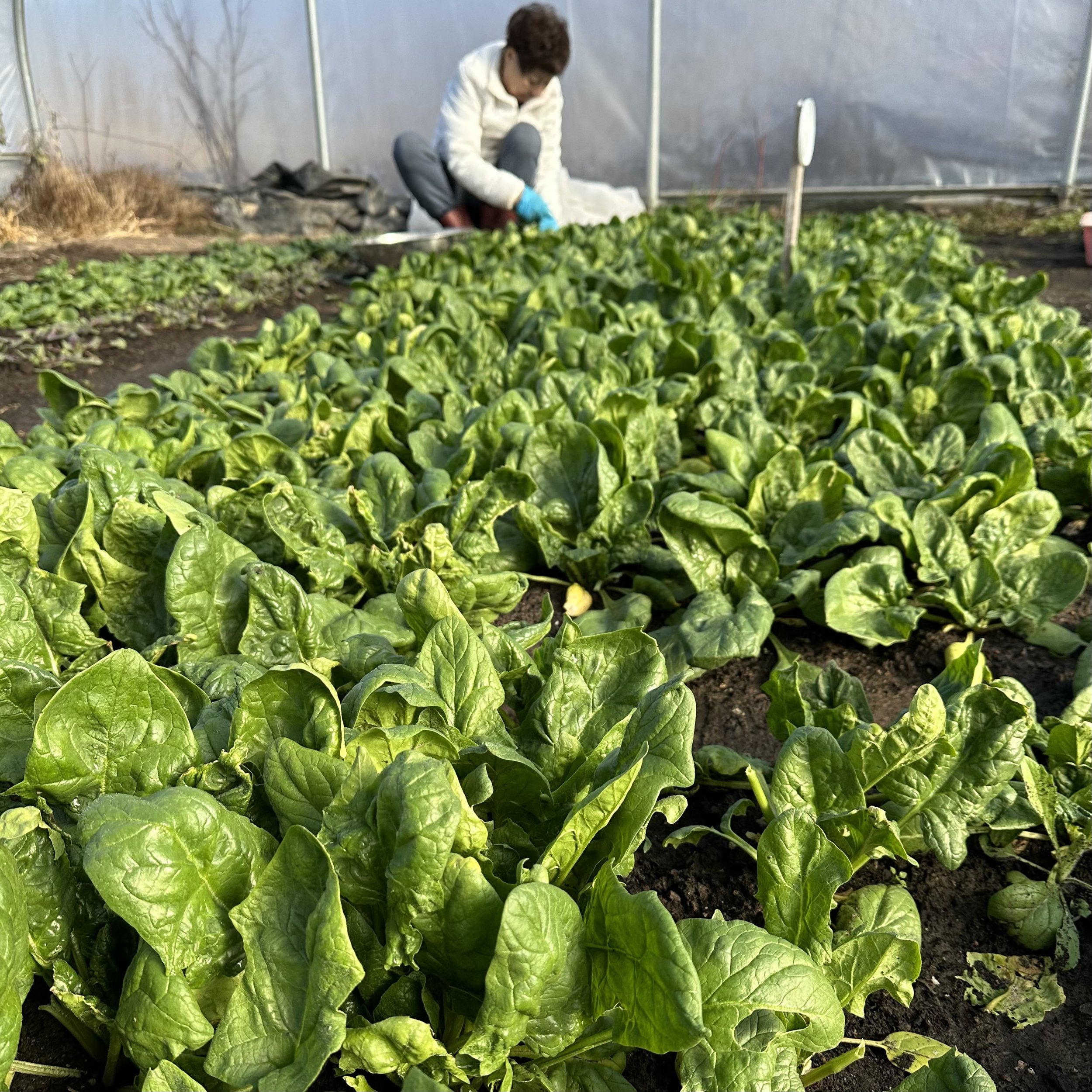 Nancy harvesting spinach 2.jpeg