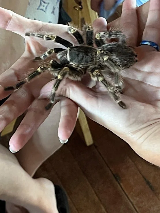 Creepy Crawly Animals and the Spirit of Halloween on October 25th