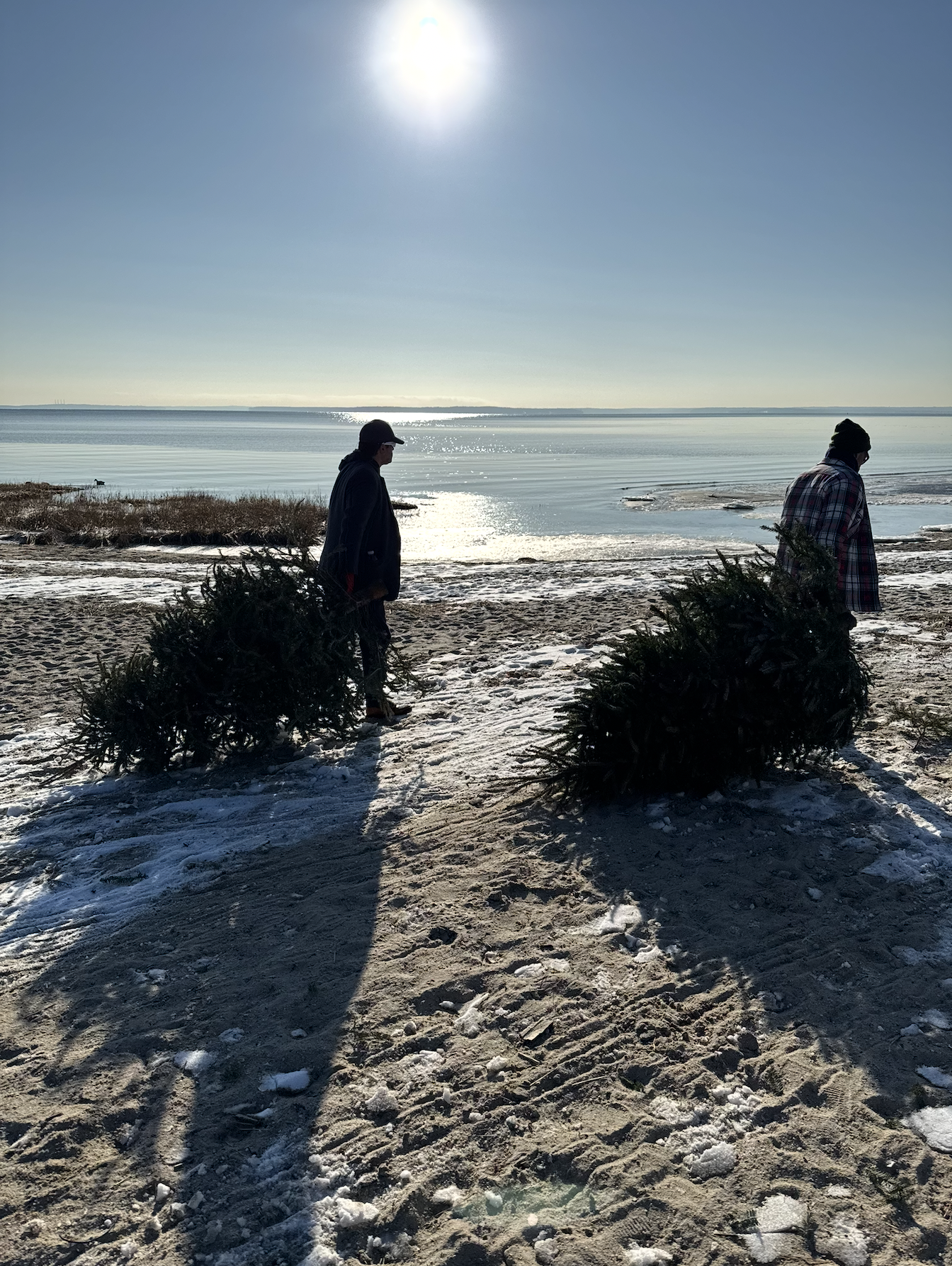 CANCELED - Volunteer to Protect Our Point with Recycled Christmas Trees