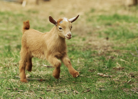 Looks Like Springtime! Come See Baby Animals 