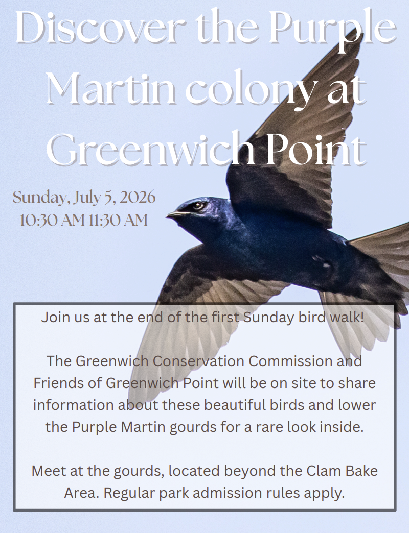 Discover the Purple Martin colony at Greenwich Point