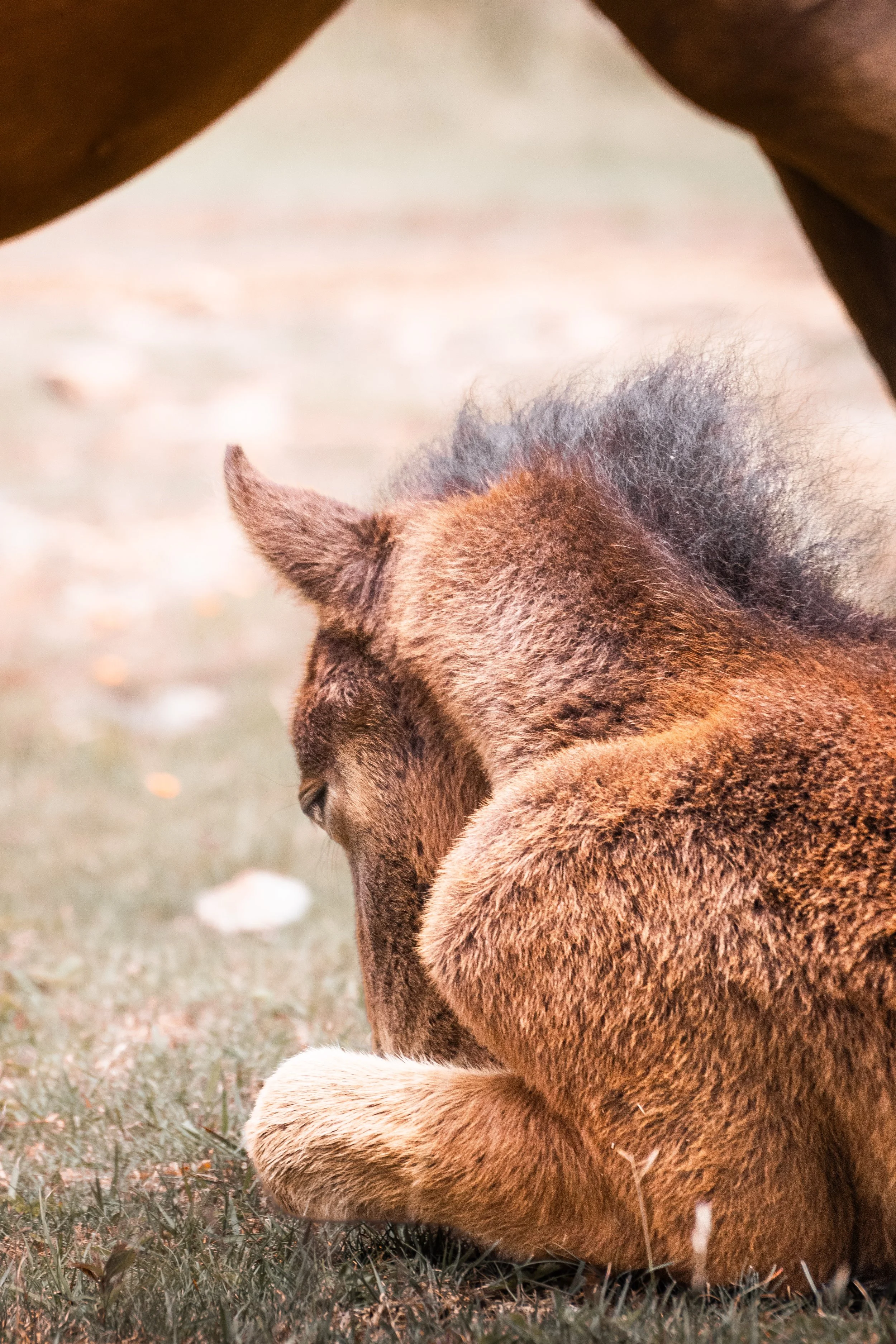 Highlands Pony9.jpg