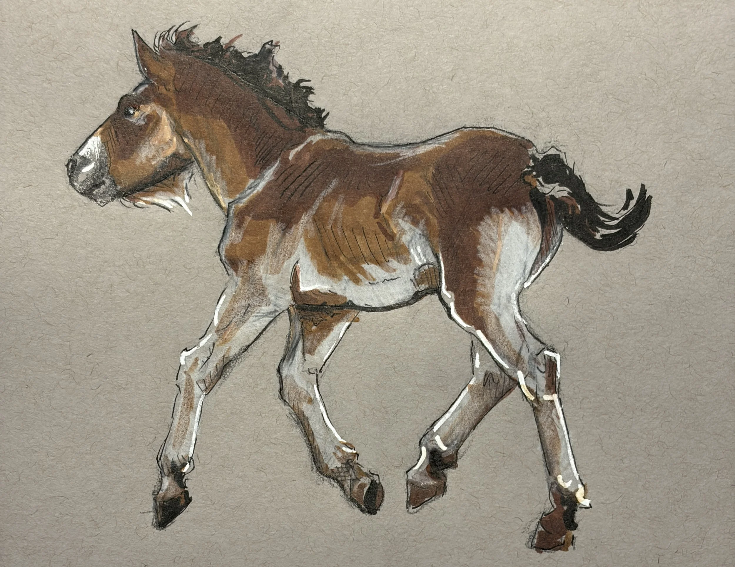 "Exmoor Foal" Original Sketch