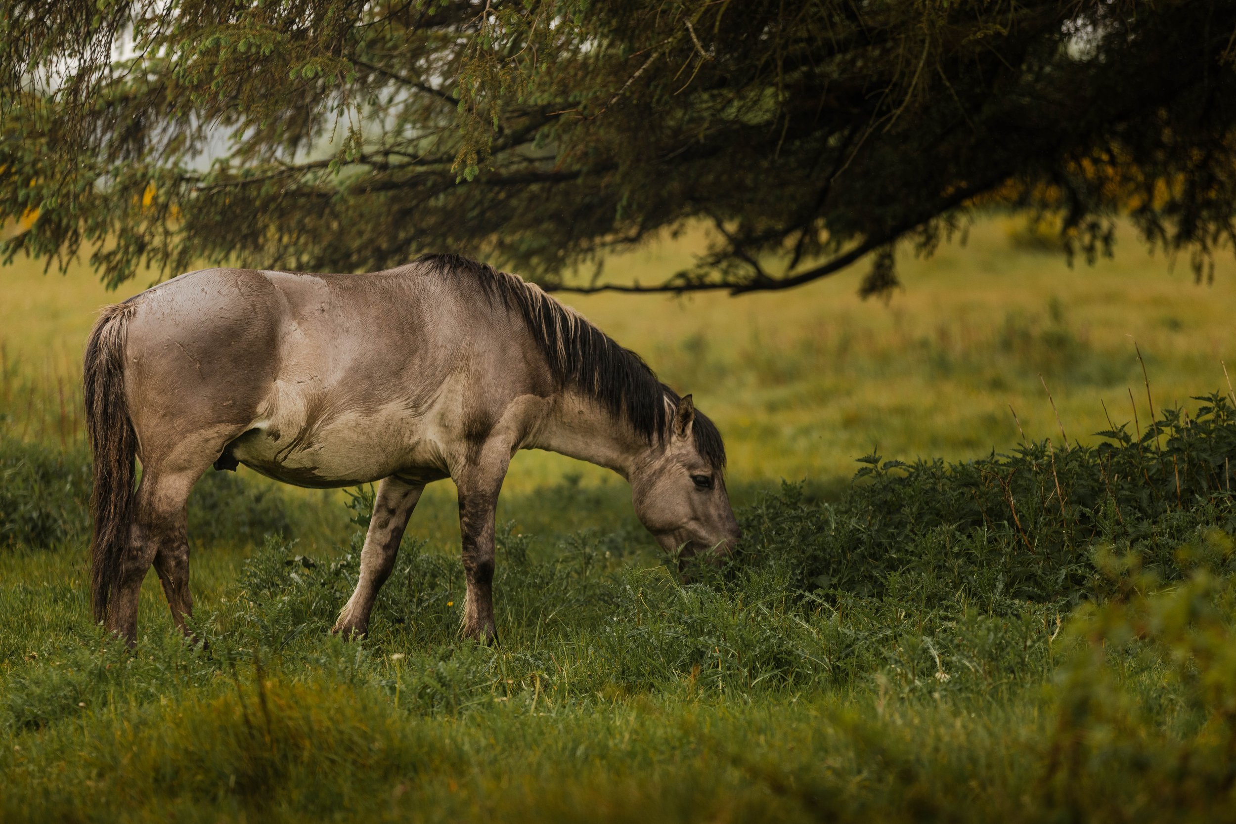 Amidst the Wild Ones: Day Three