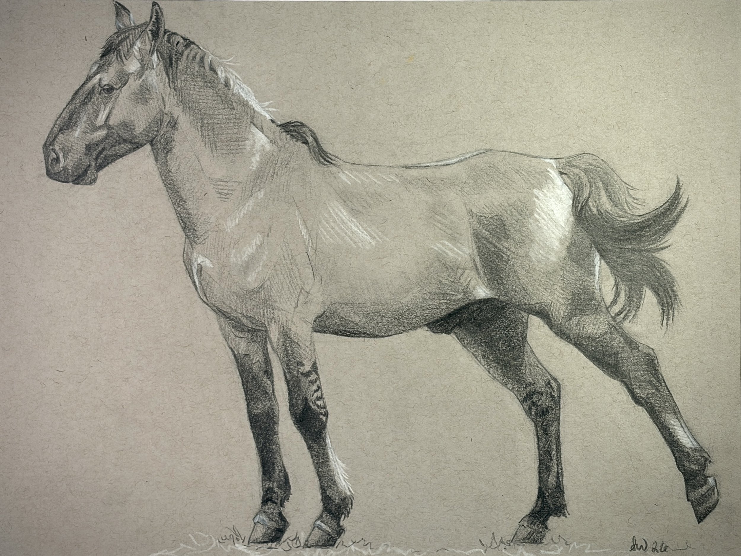 "Big Stretch" 9"x12" Graphite on Toned Paper