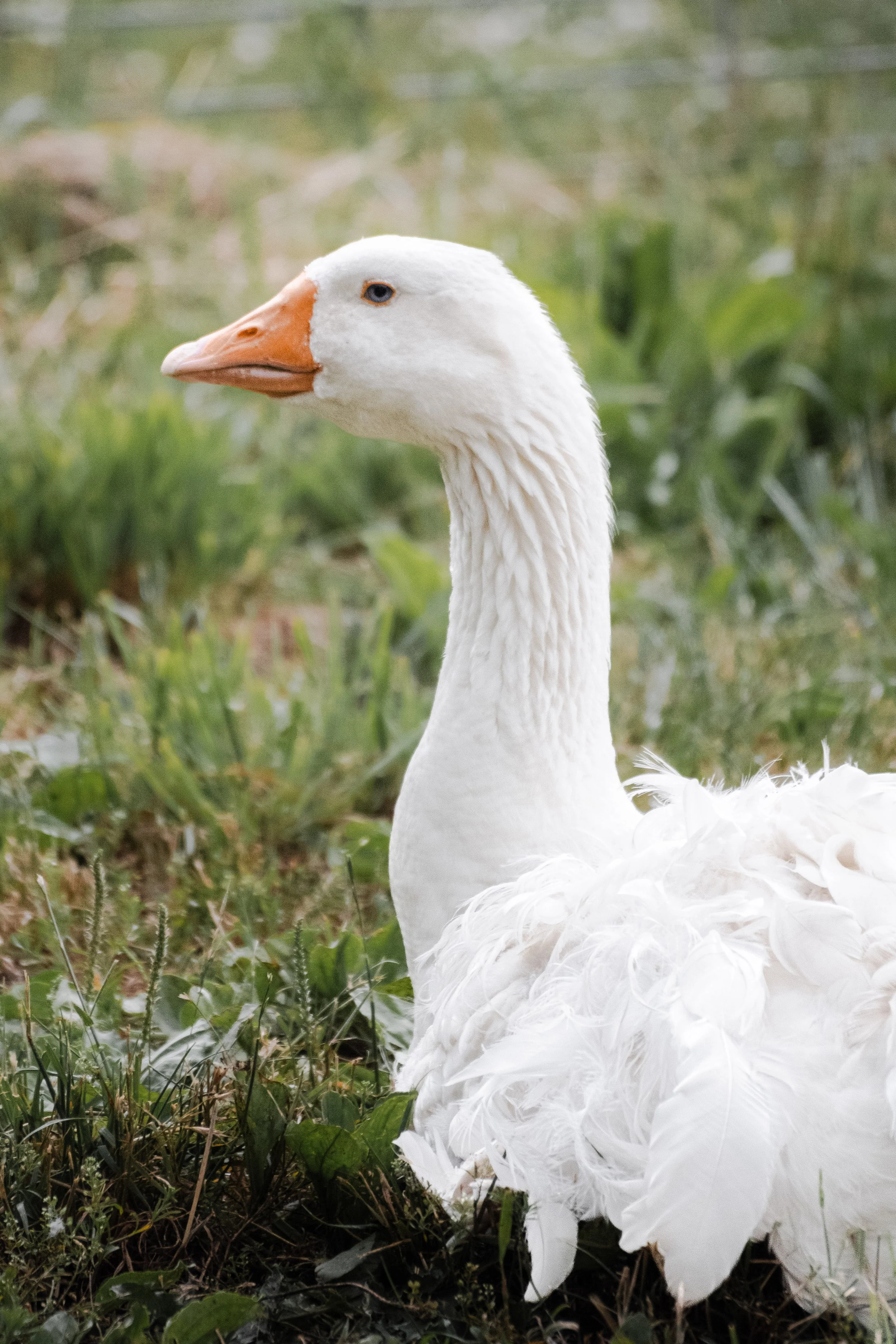 Goose.jpg